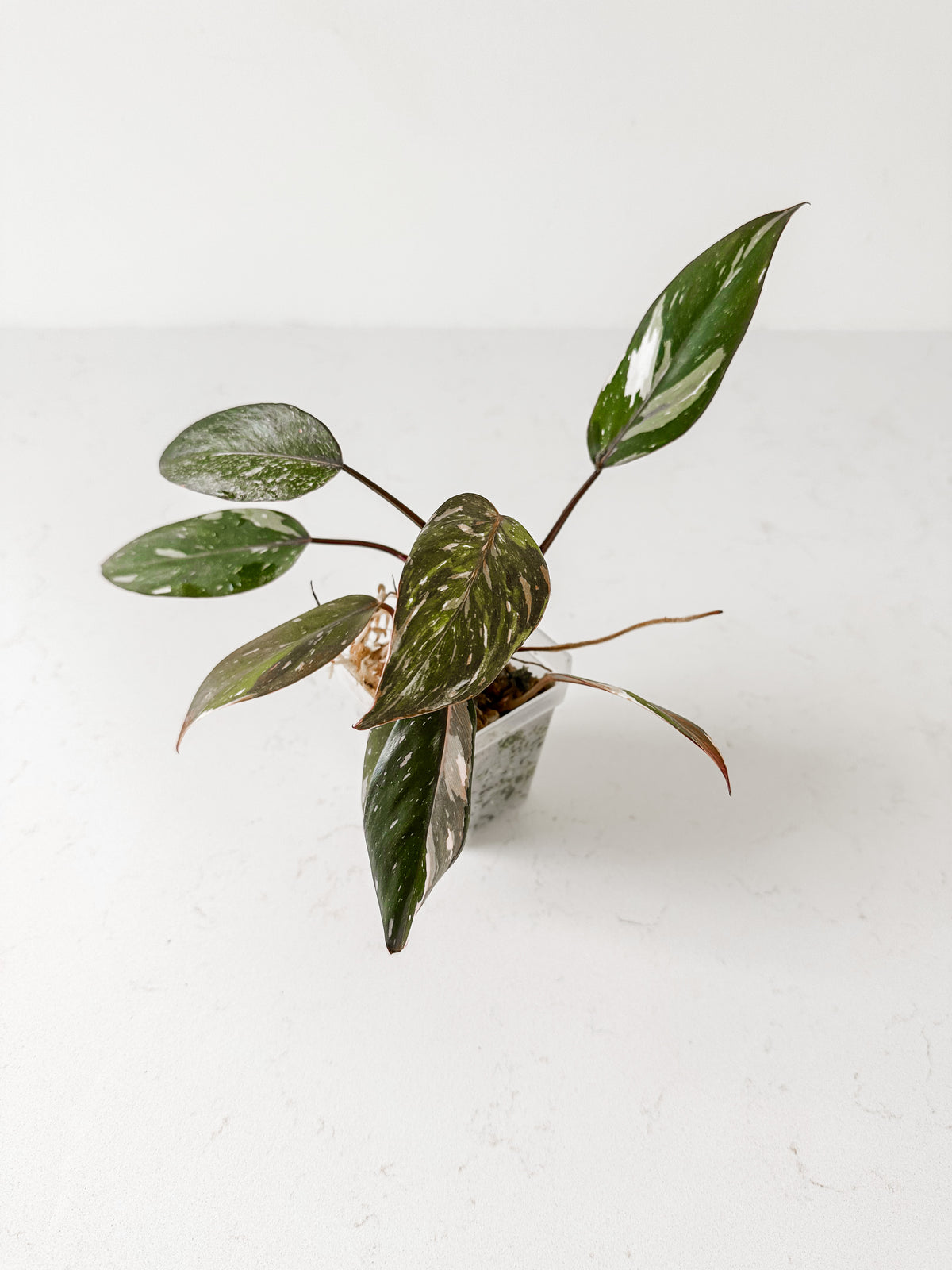 Philodendron Rd Anderson Philodendron Red Anderson – Verdant Plant House