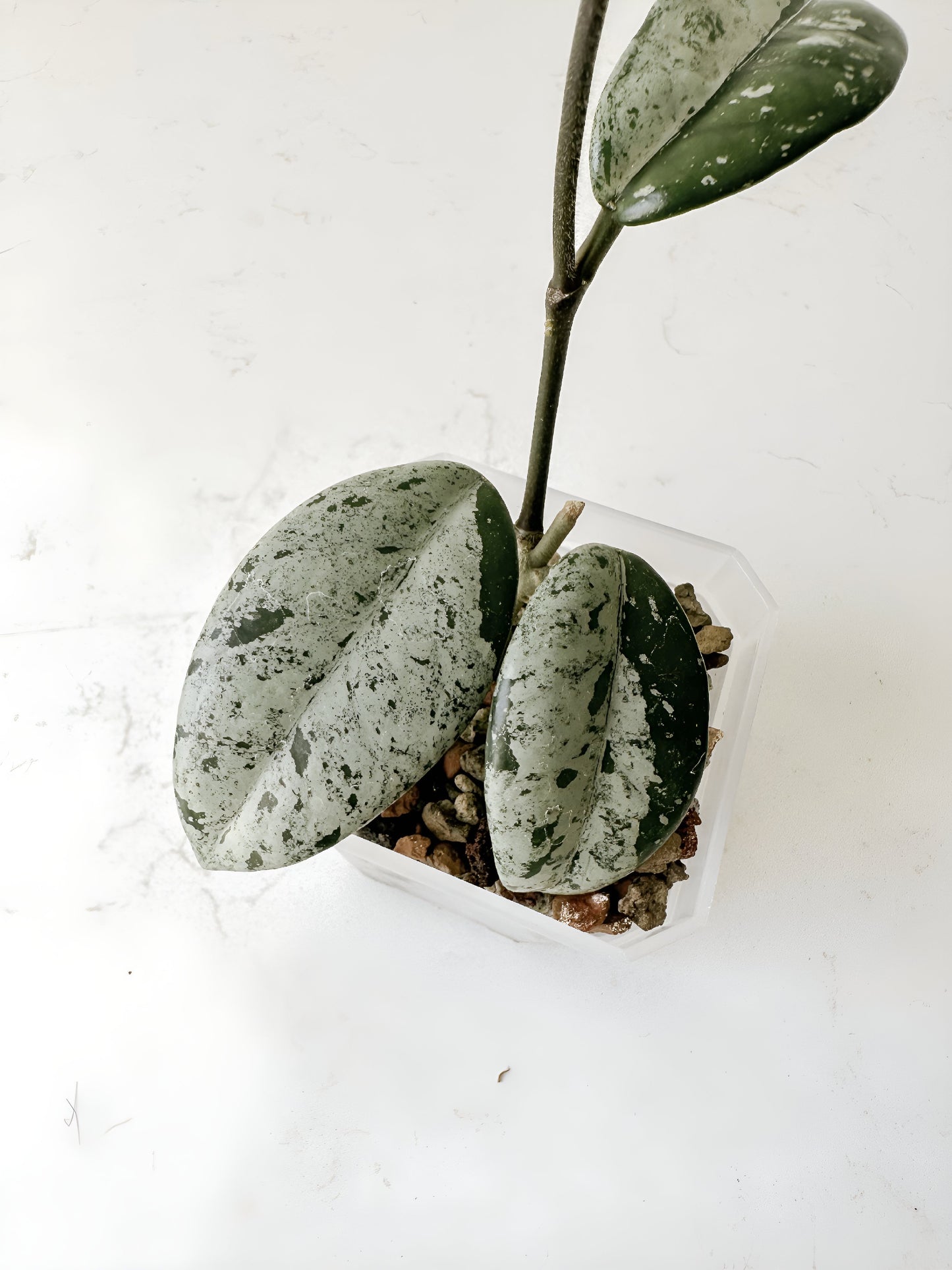 Hoya carnosa ‘Wilbur Graves’