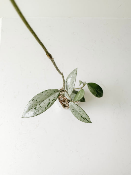 Hoya China Wilbur Graves