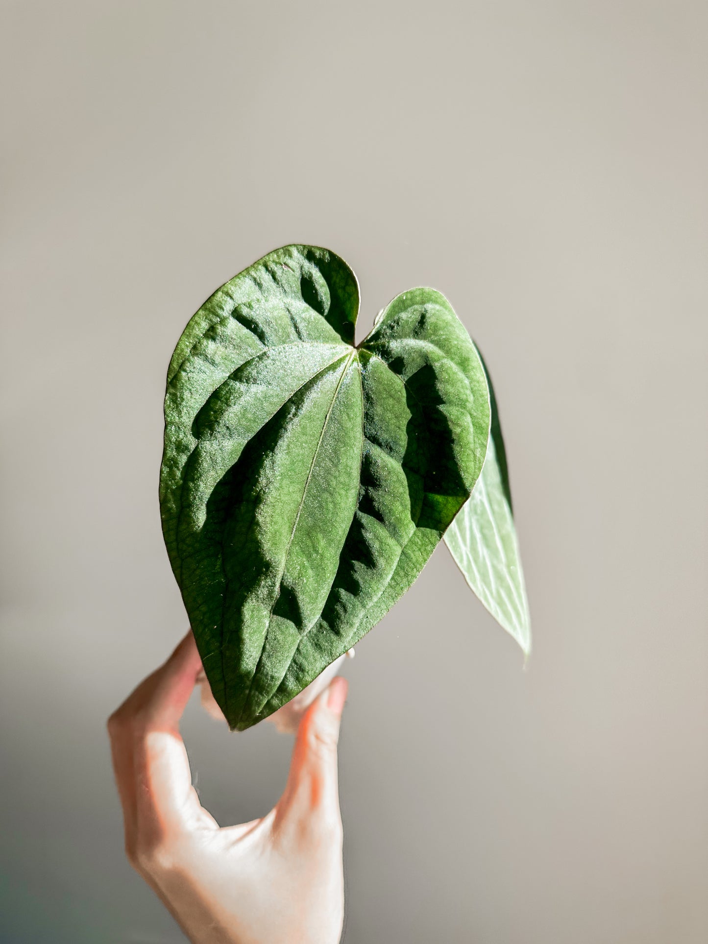 Anthurium Dressleri x Carlablackiae) x BVEP