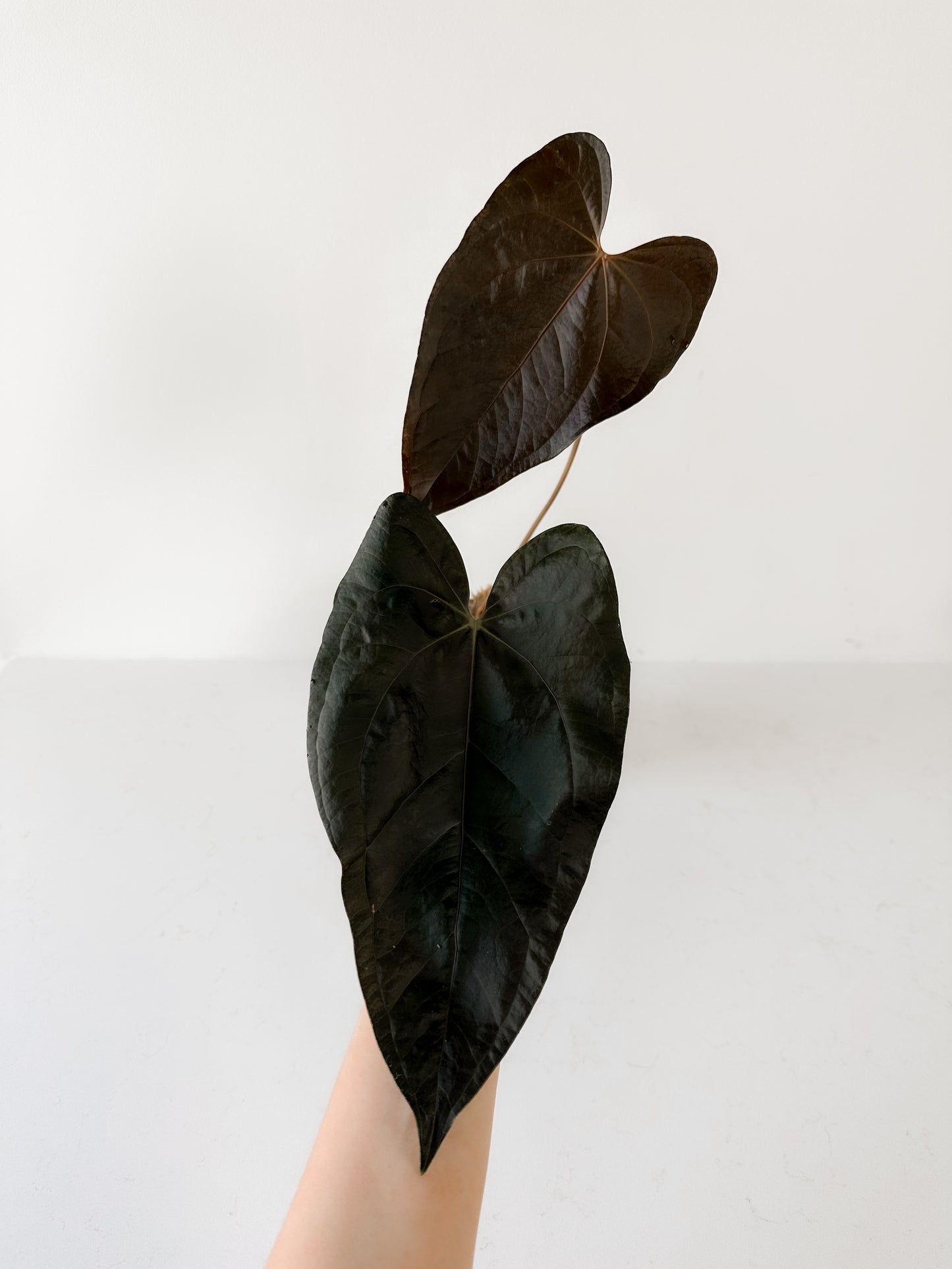 Anthurium Queen of Hearts (C)