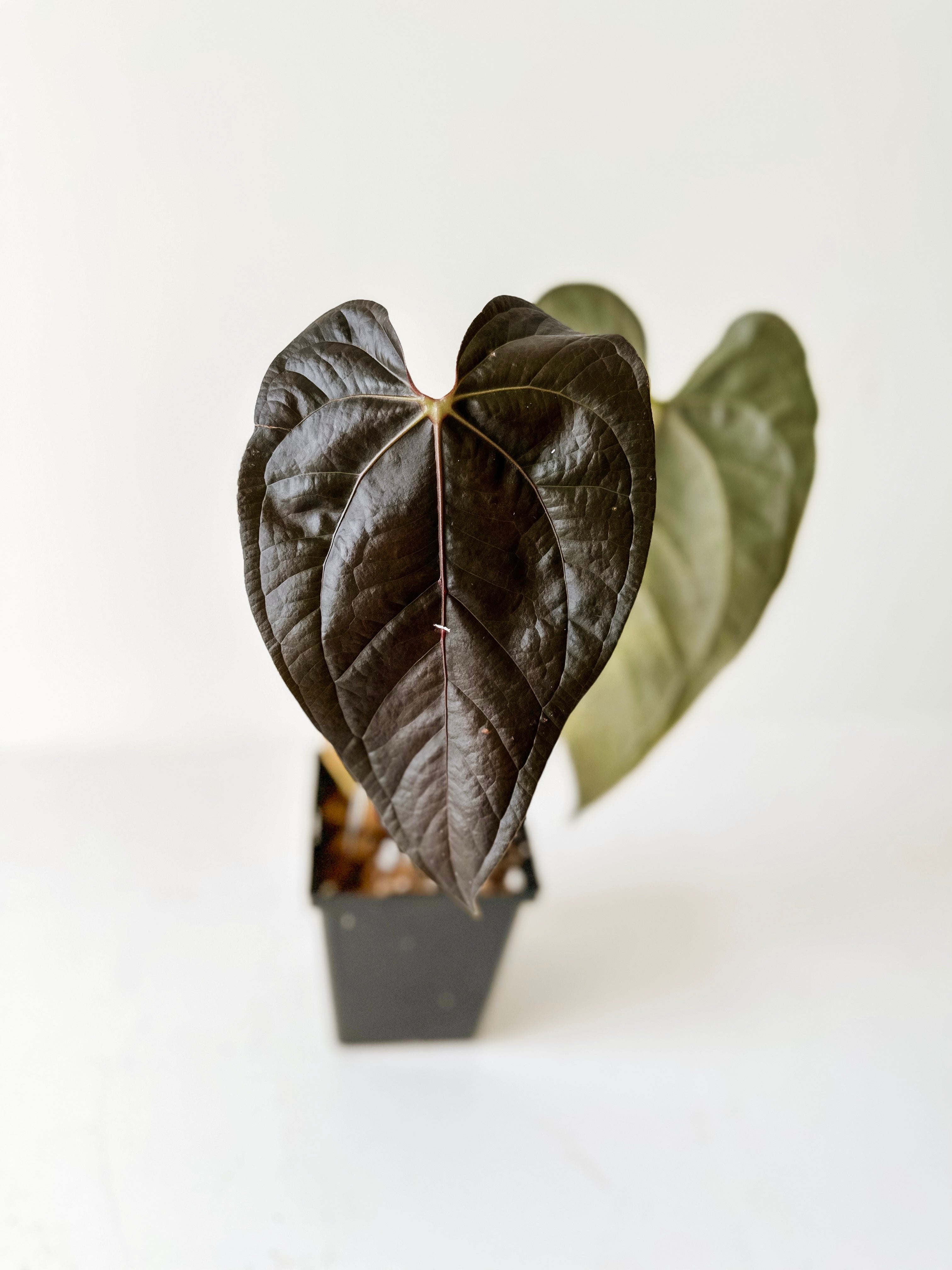 Anthurium Queen Of Hearts A Verdant Plant House anthurium-queen-of-hearts-a-verdant-plant-house