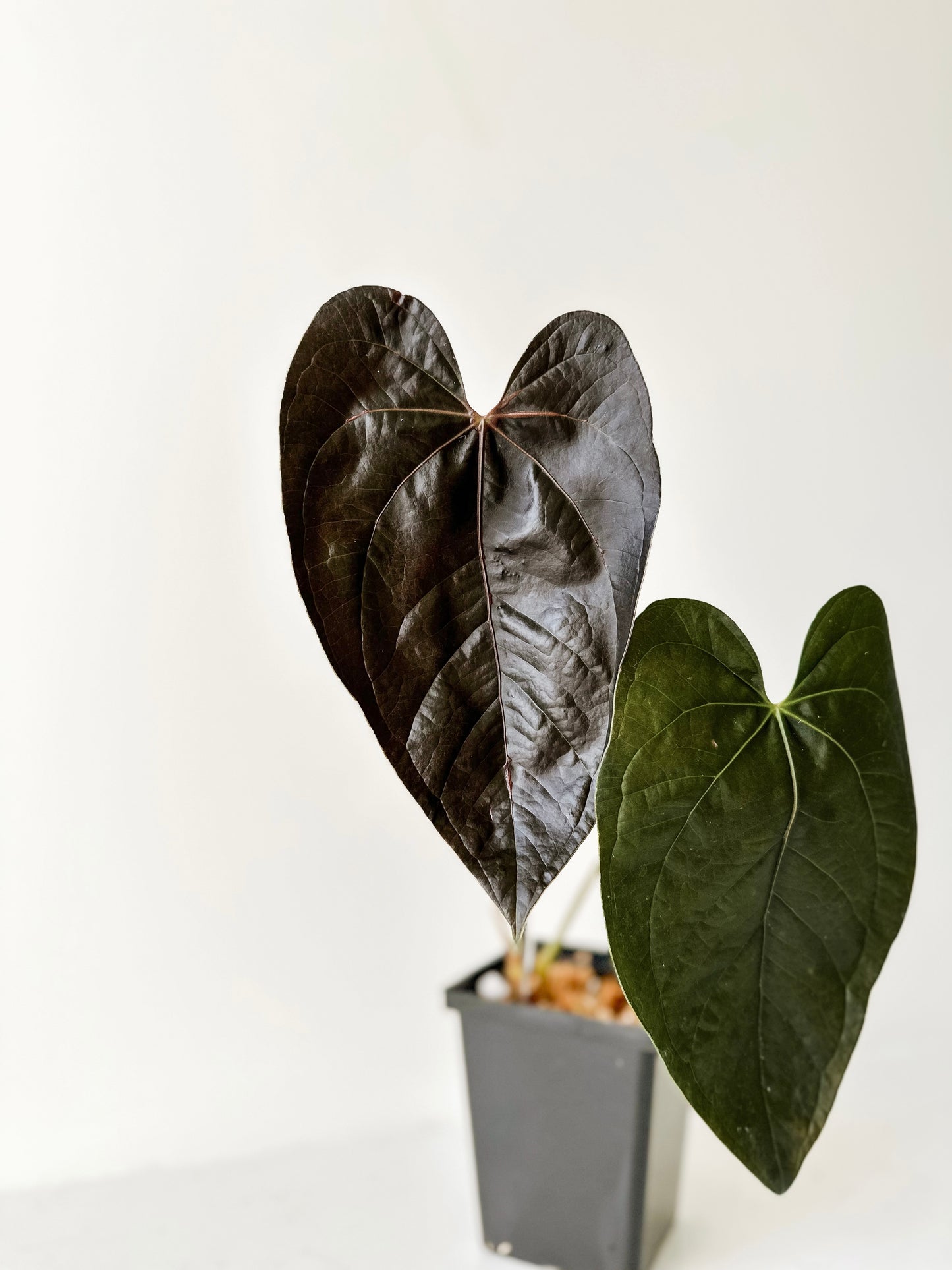 Anthurium Queen of Hearts (B)