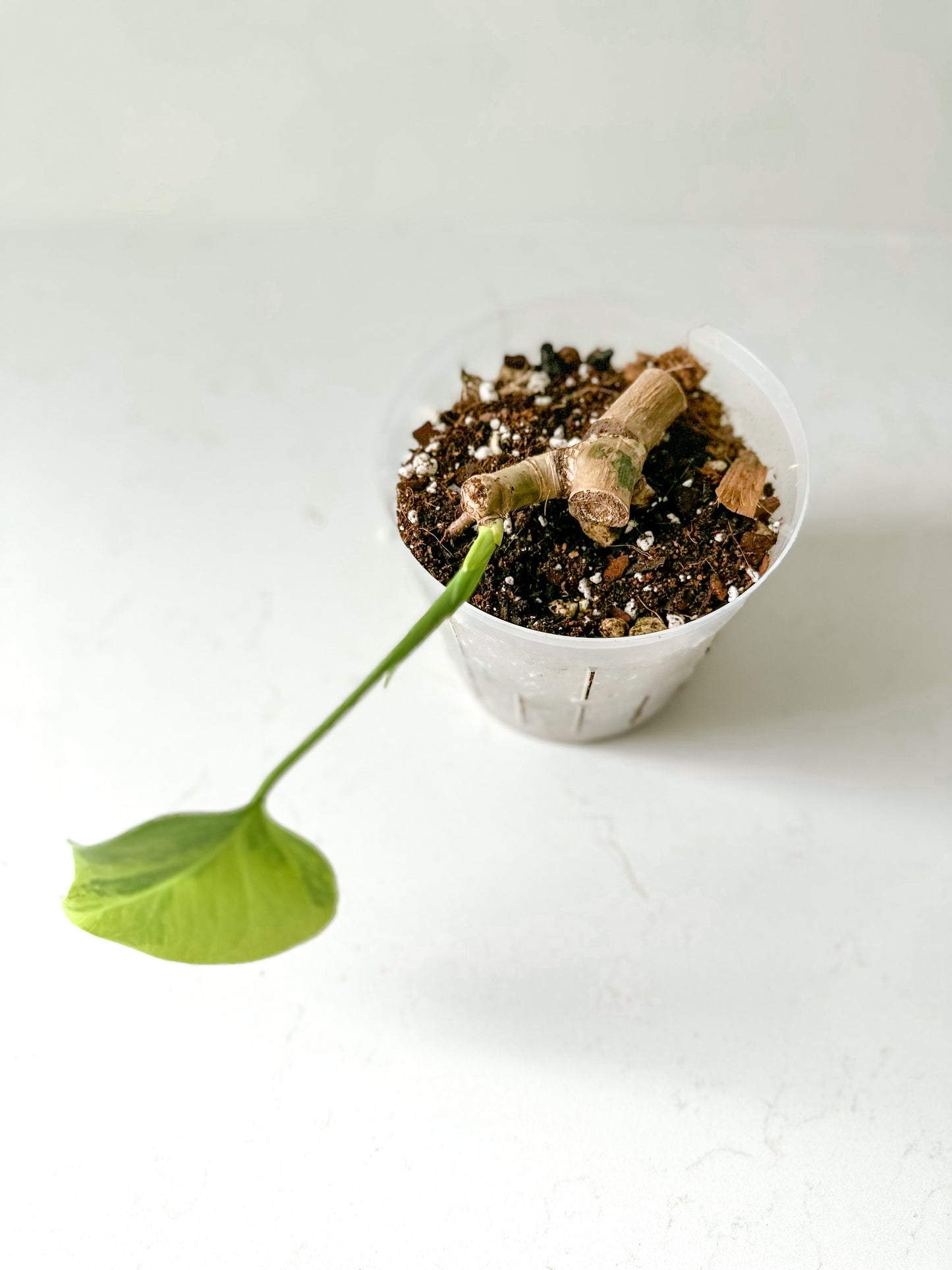 Monstera Deliciosa aurea