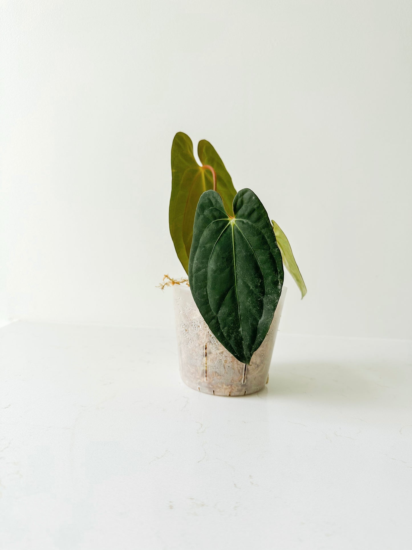 Anthurium ‘Neptune’