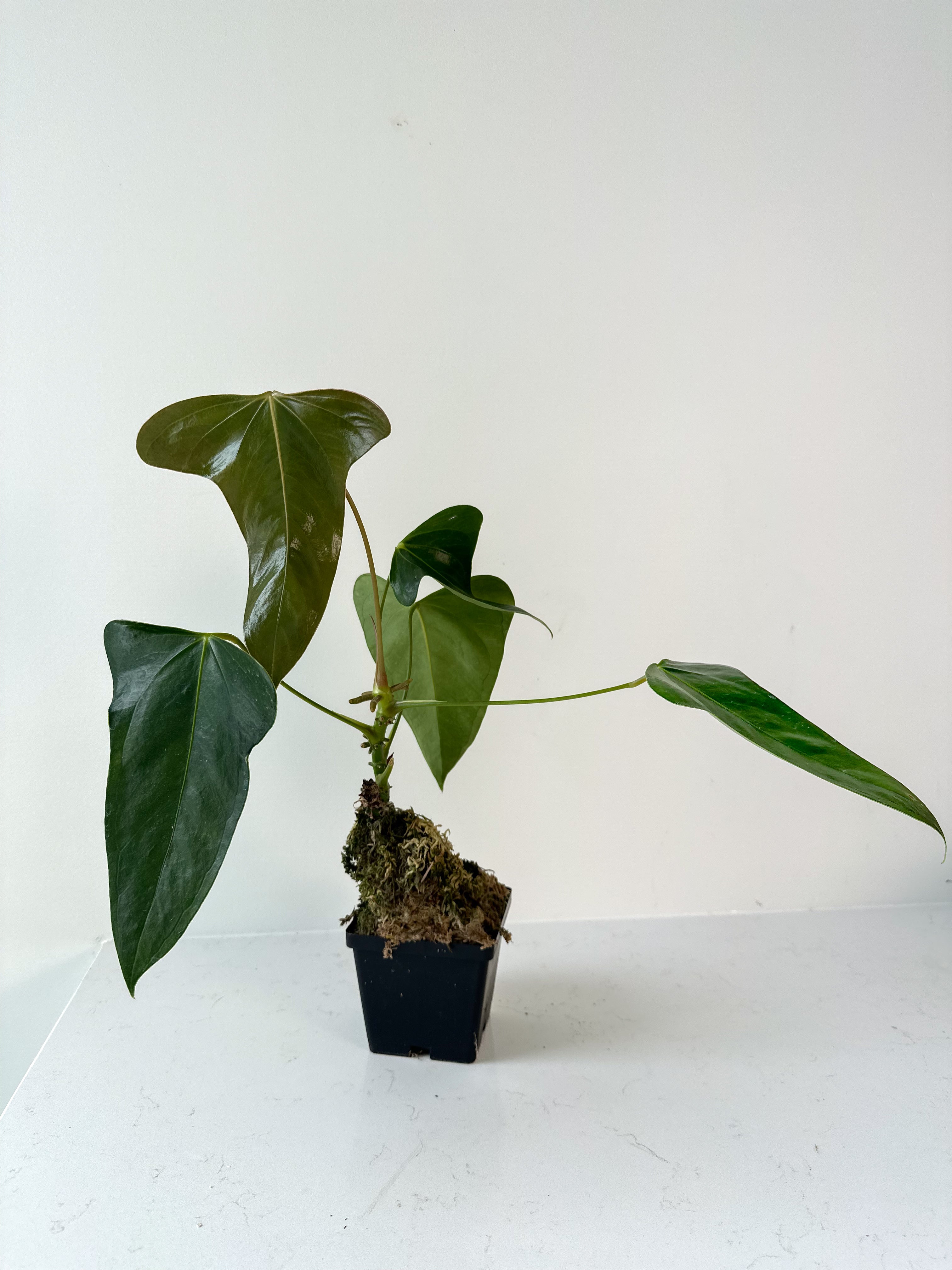 Anthurium Subsignatum – Verdant Plant House