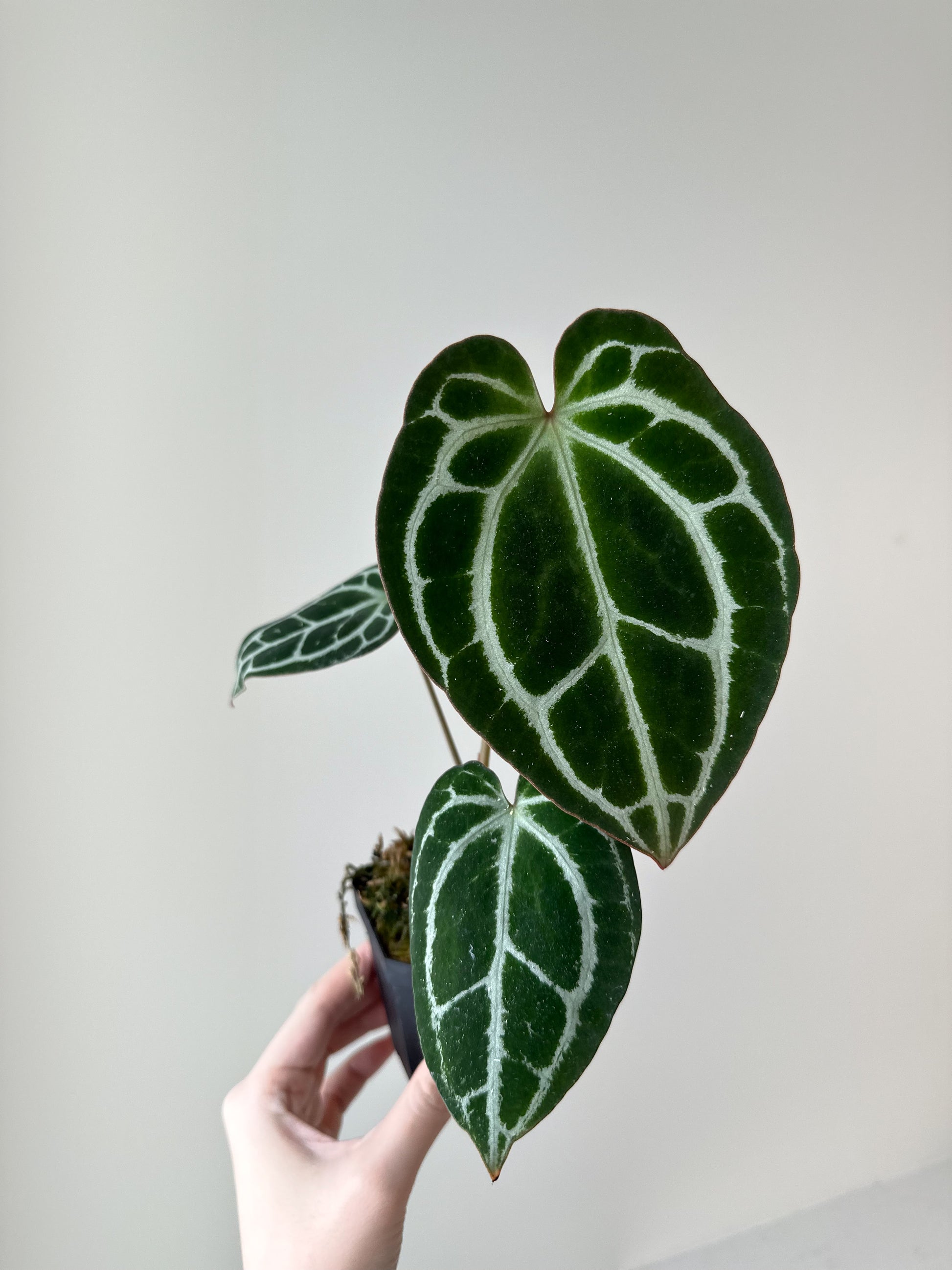anthurium crystallinum mehani Anthurium 'Minahasa'/ 'King Crystallinum' – Verdant Plant House