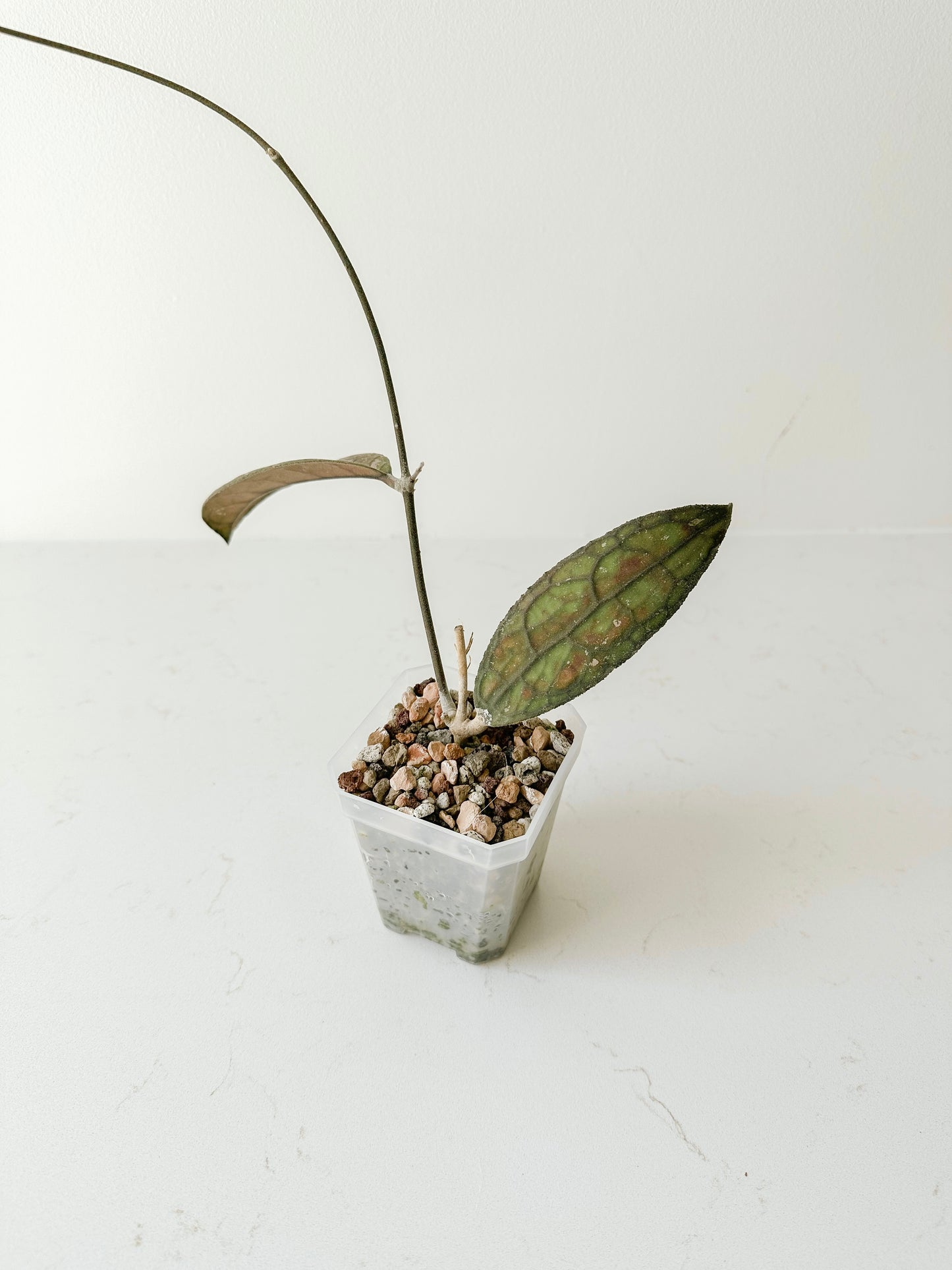 Hoya clemensiorum