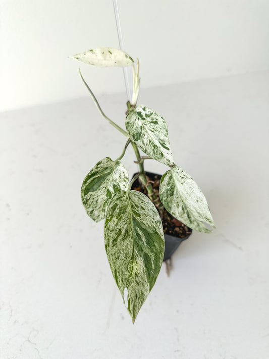 Epipremnum Pinnatum Marble