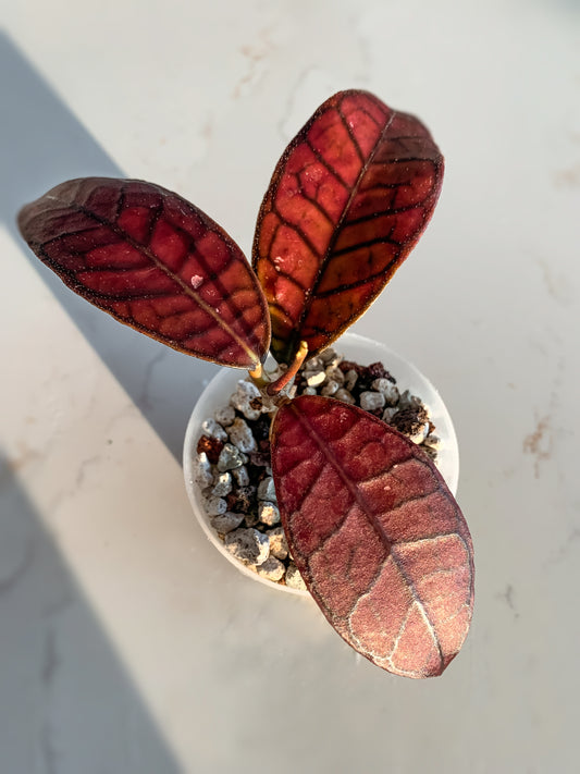 Hoya sp. Gunung Gading