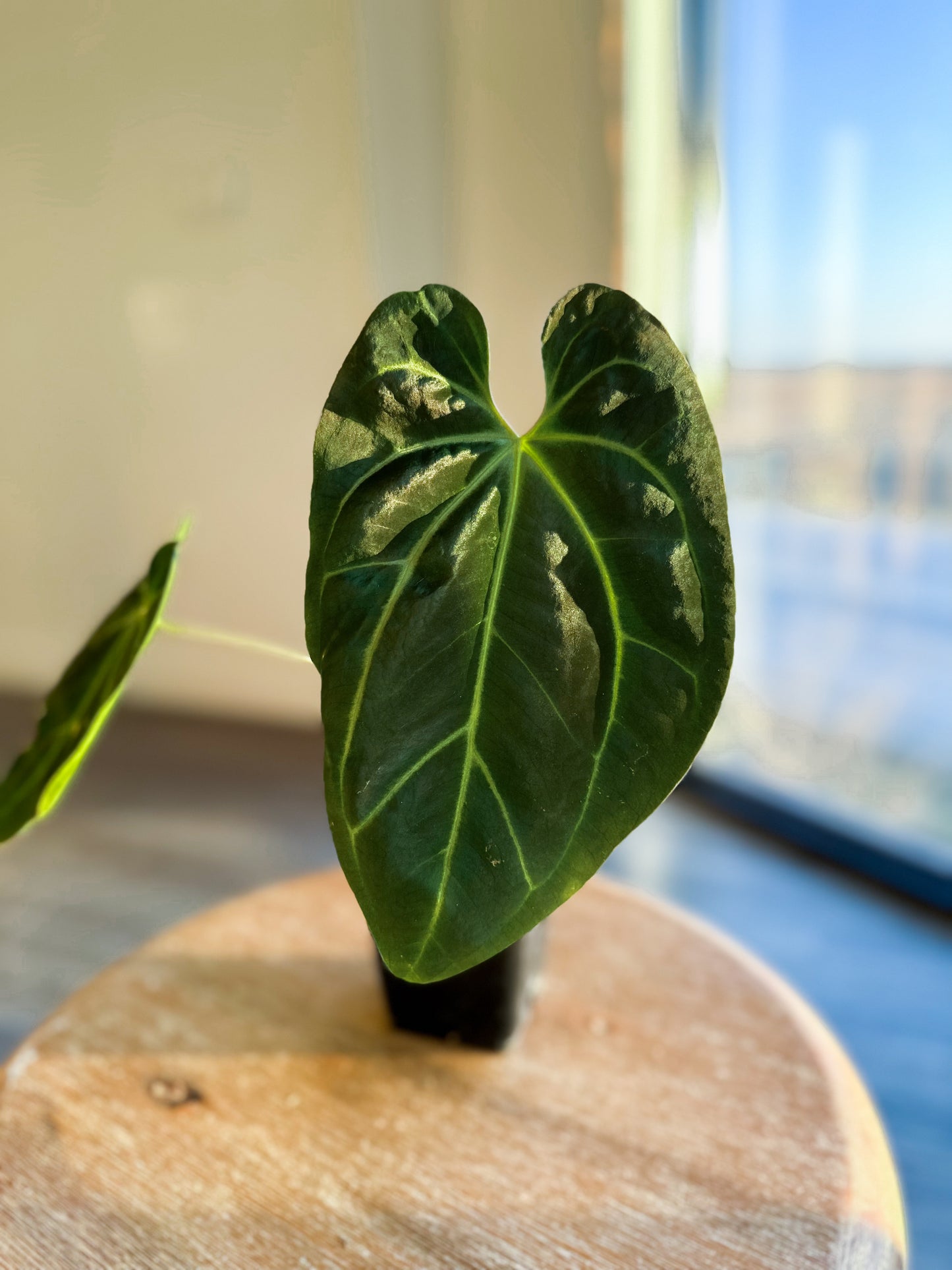 Anthurium Besseae aff (Dark form)