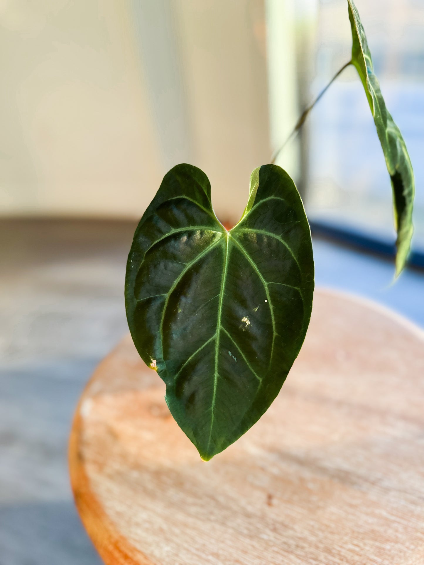 Anthurium Besseae aff (Dark form)