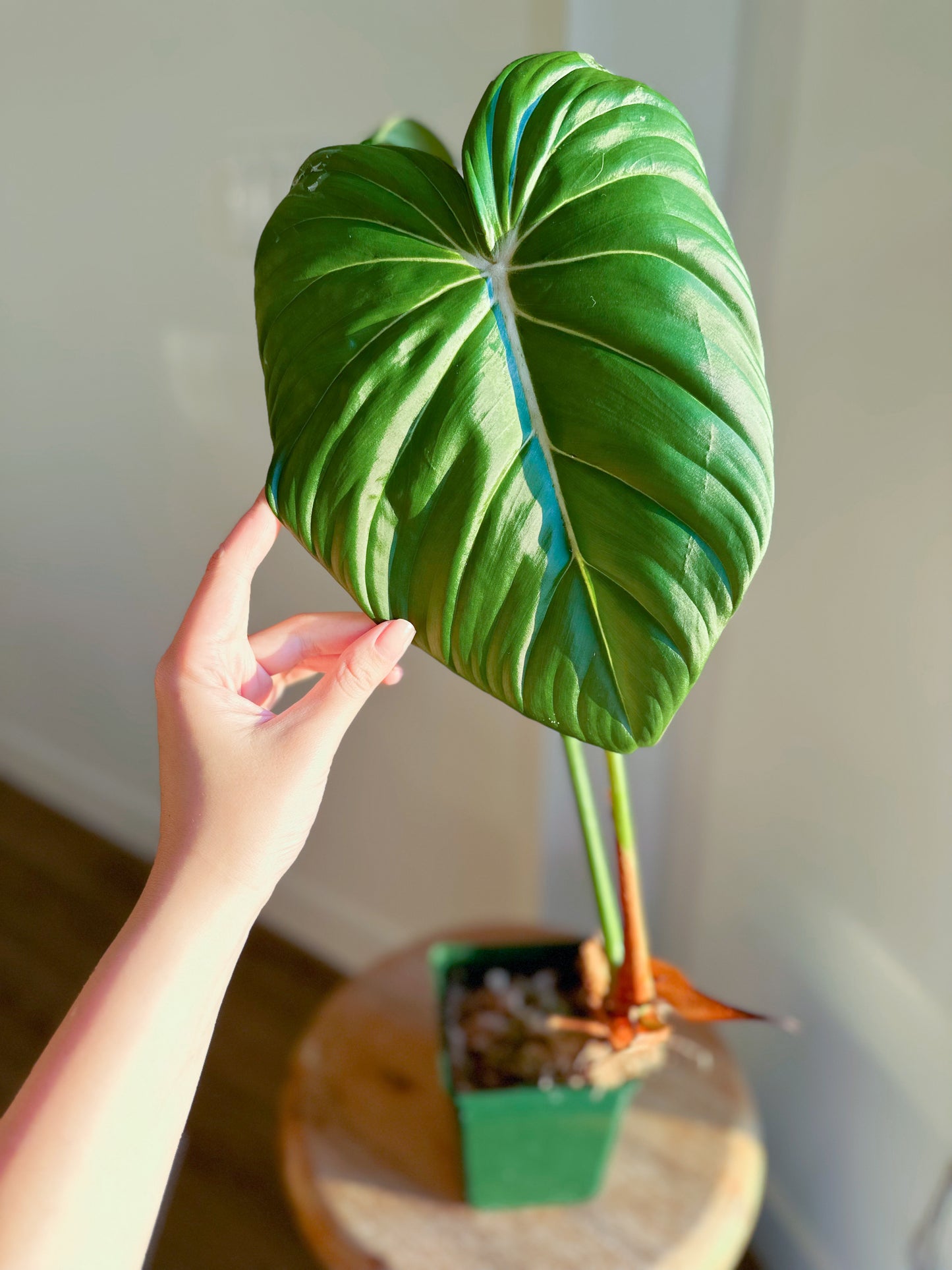 Philodendron Dean Mcdowell (Large)