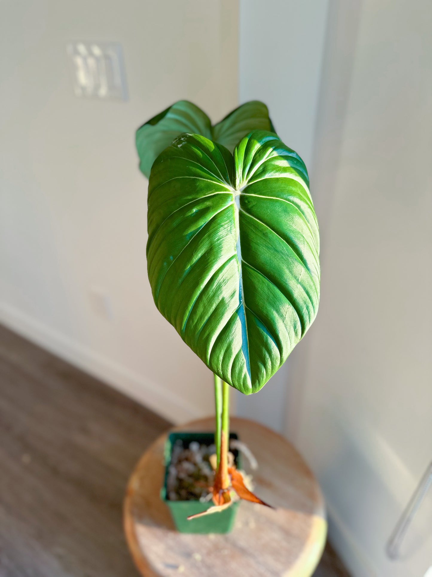 Philodendron Dean Mcdowell (Large)