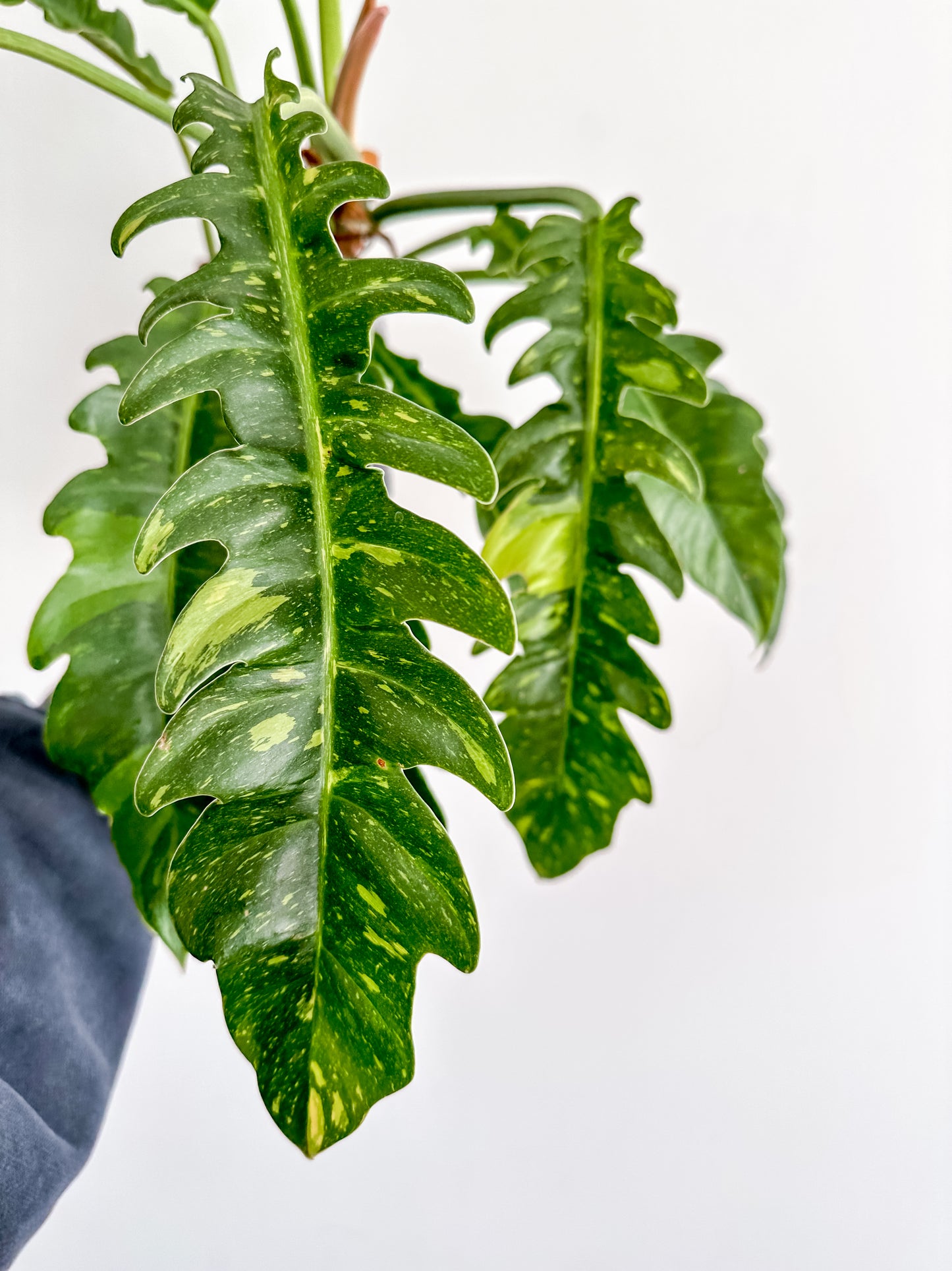 Philodendron ring of fire