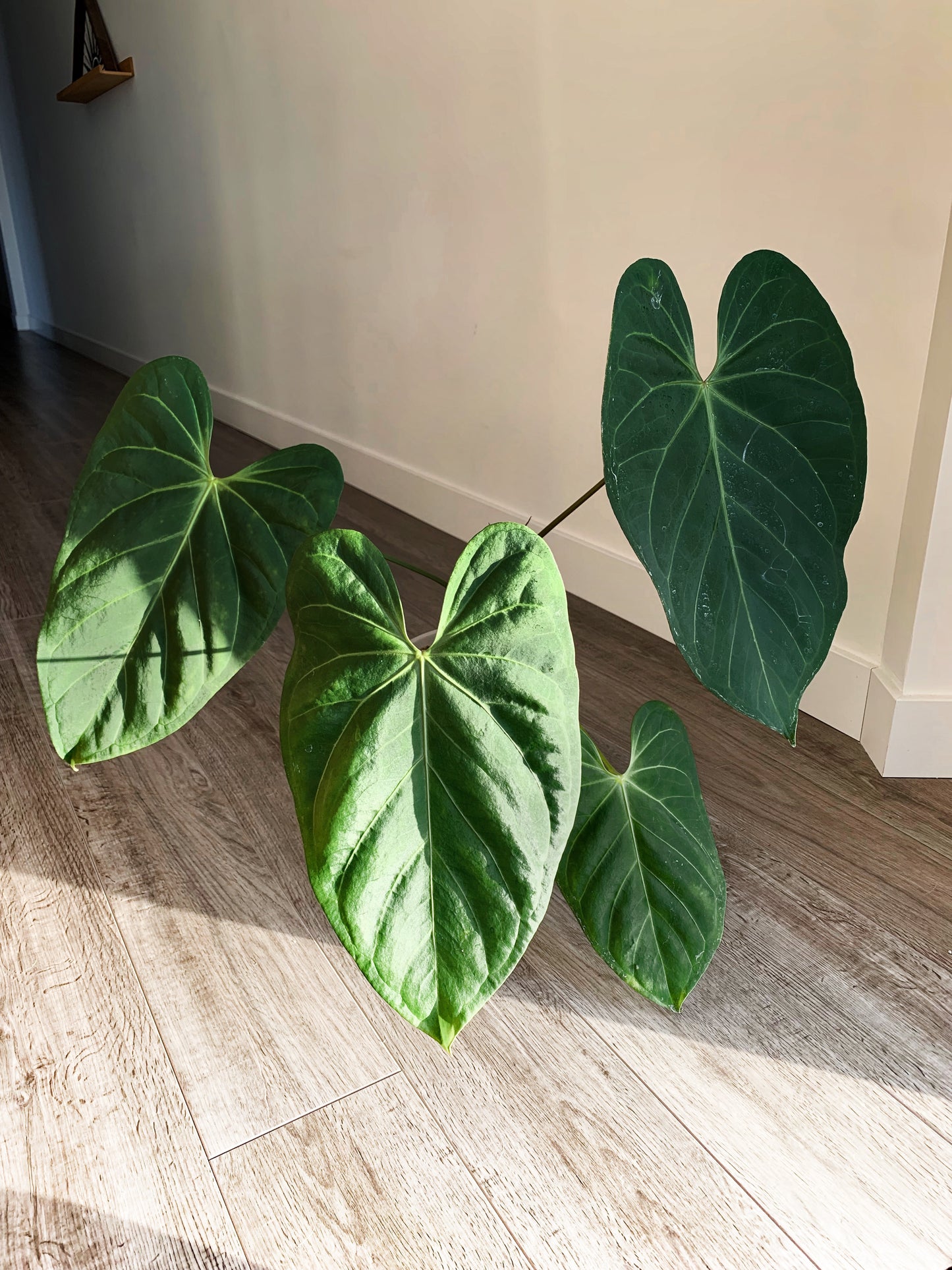 Anthurium NOID (SEEDLING)