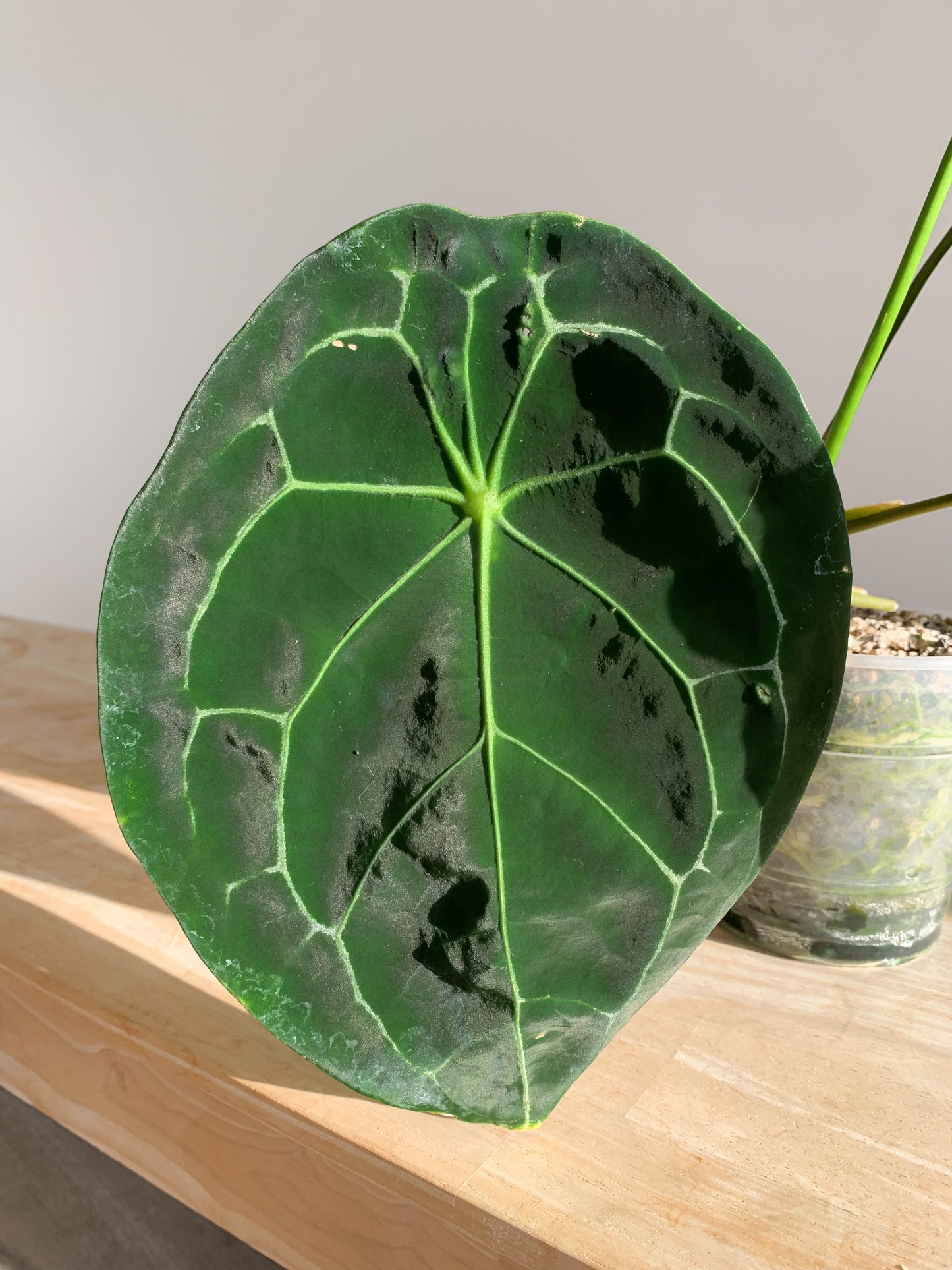 Anthurium Forgetii dark form