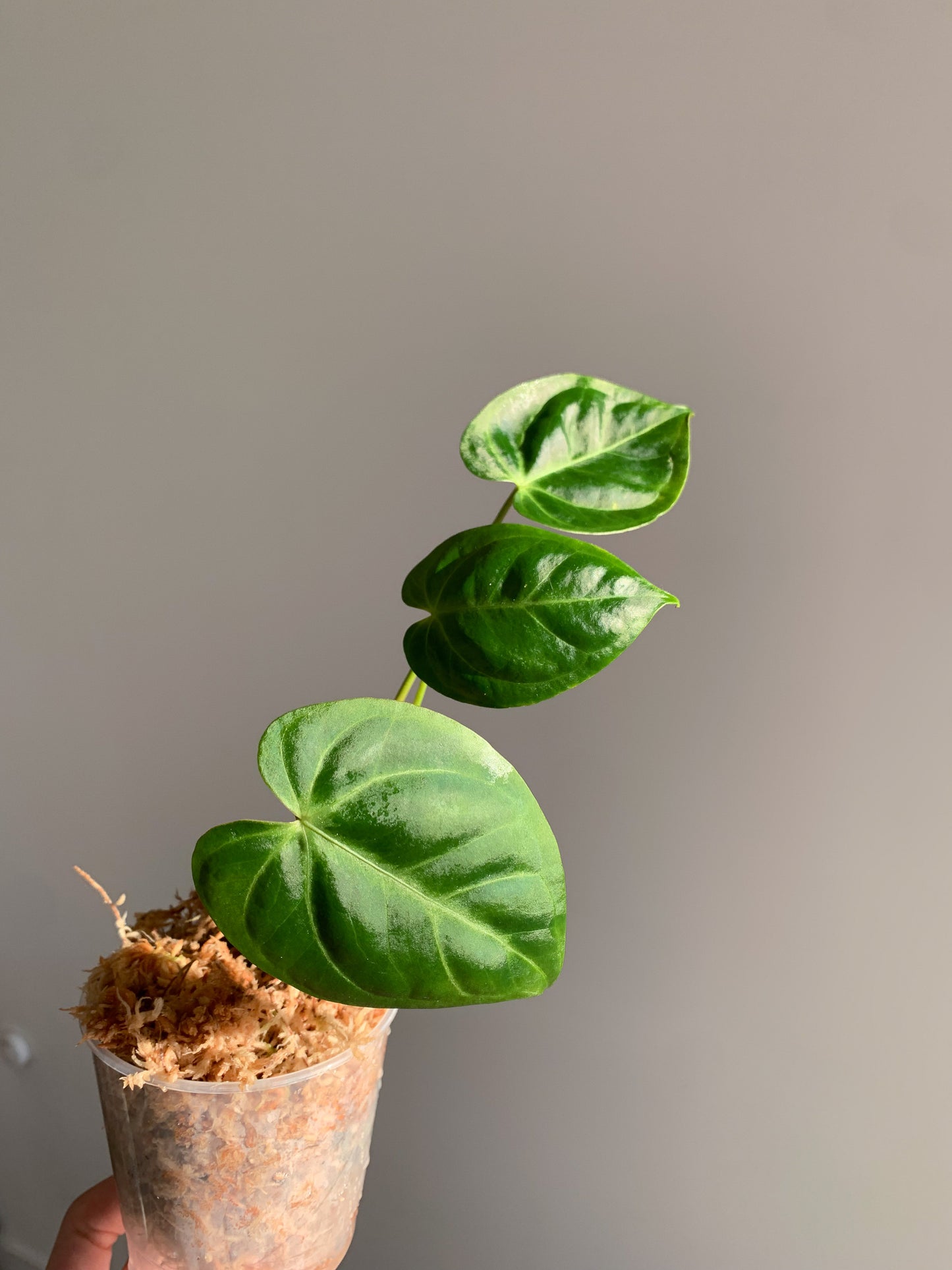 Anthurium NOID (SEEDLING)
