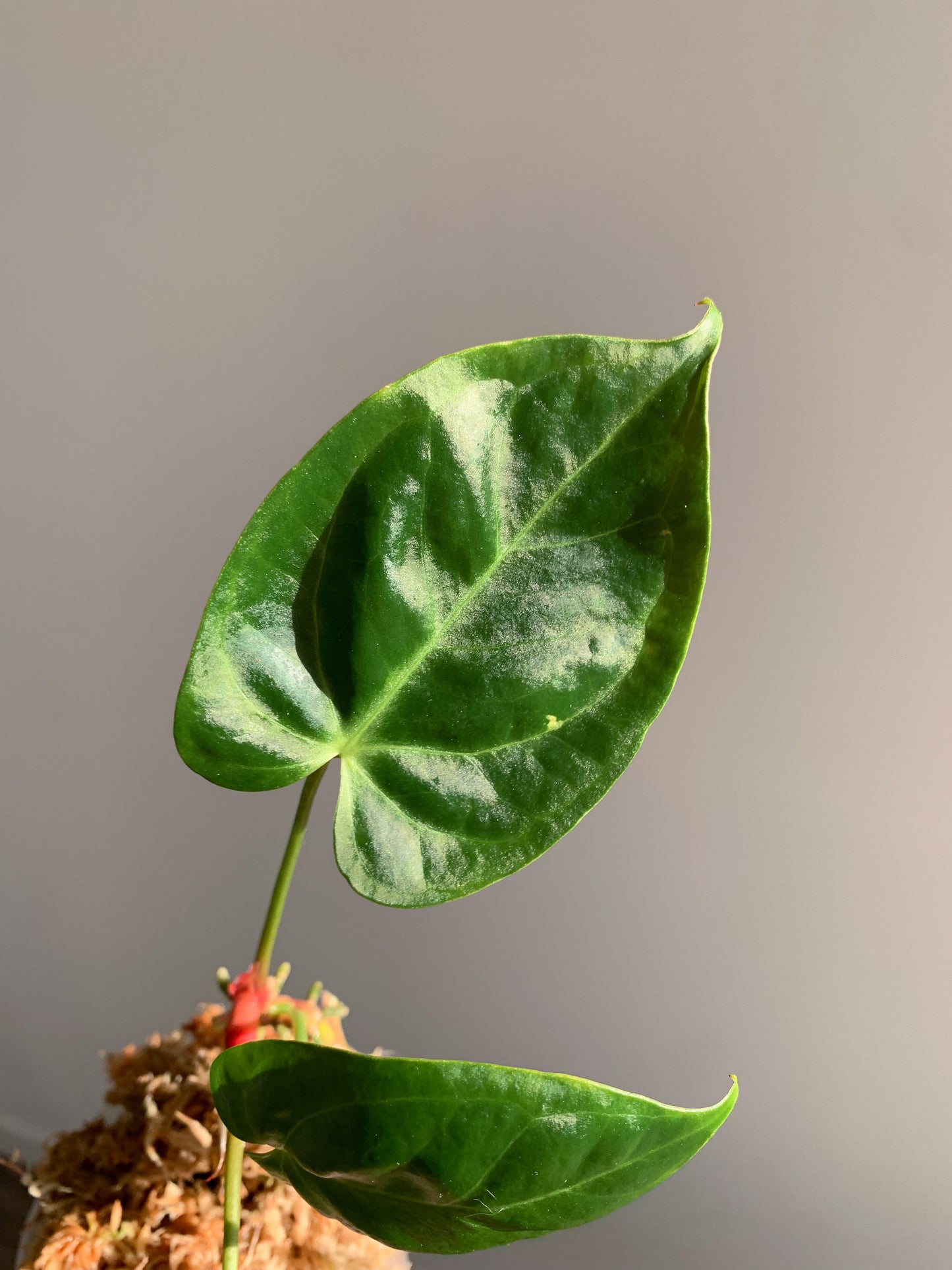 Anthurium NOID (SEEDLING)