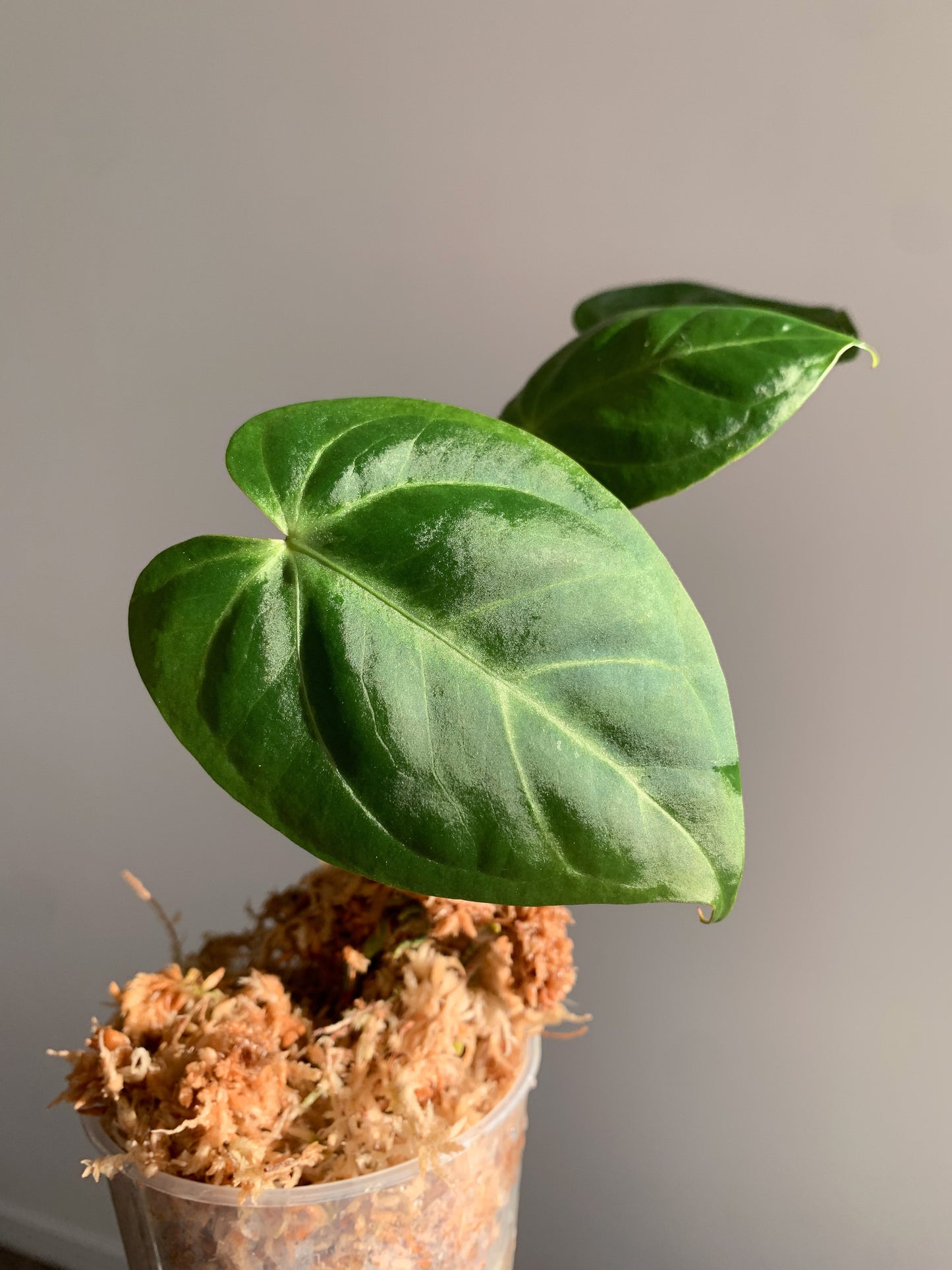 Anthurium NOID (SEEDLING)