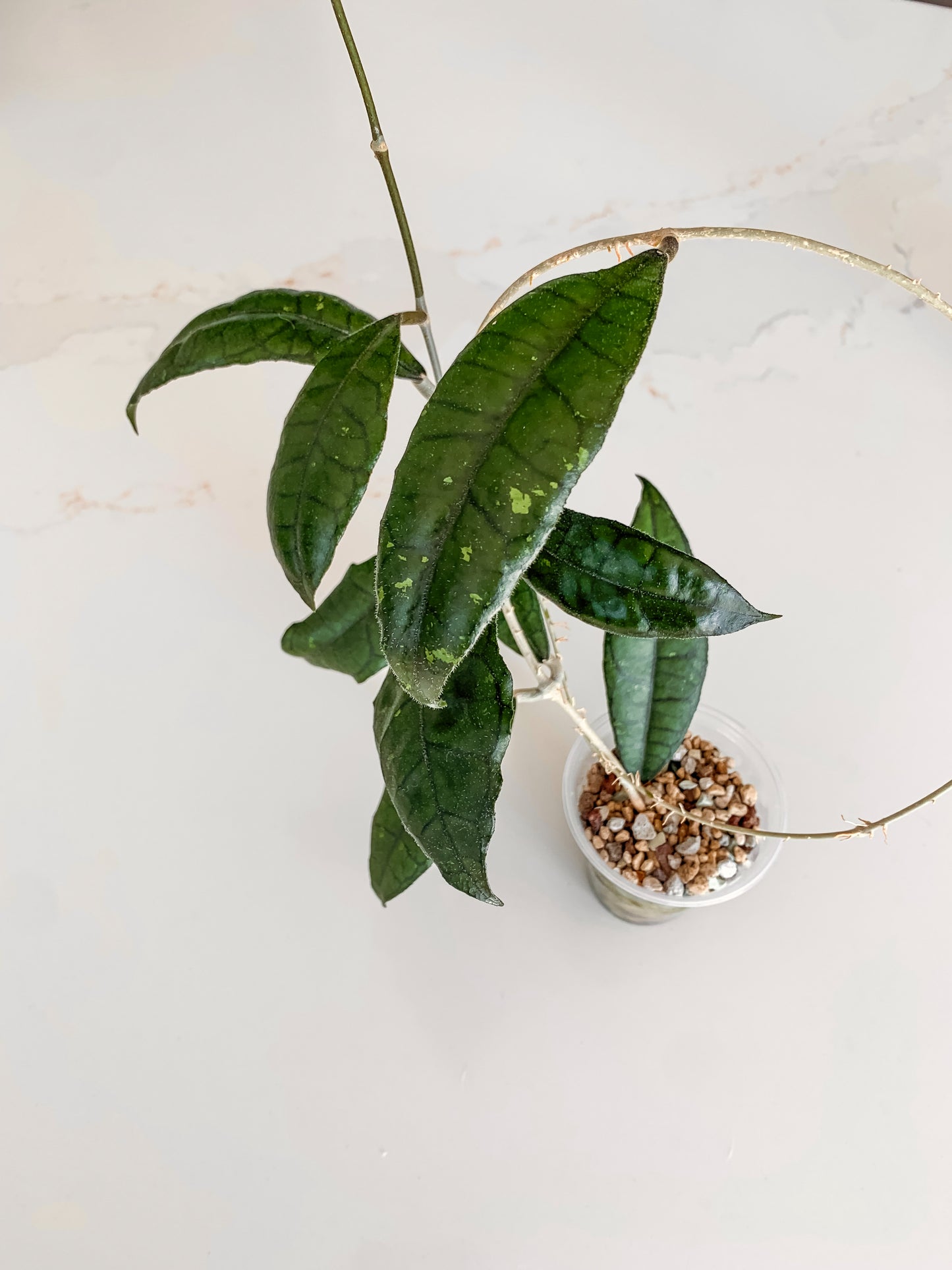 Hoya Finlaysonii 'Rippled Leaf'