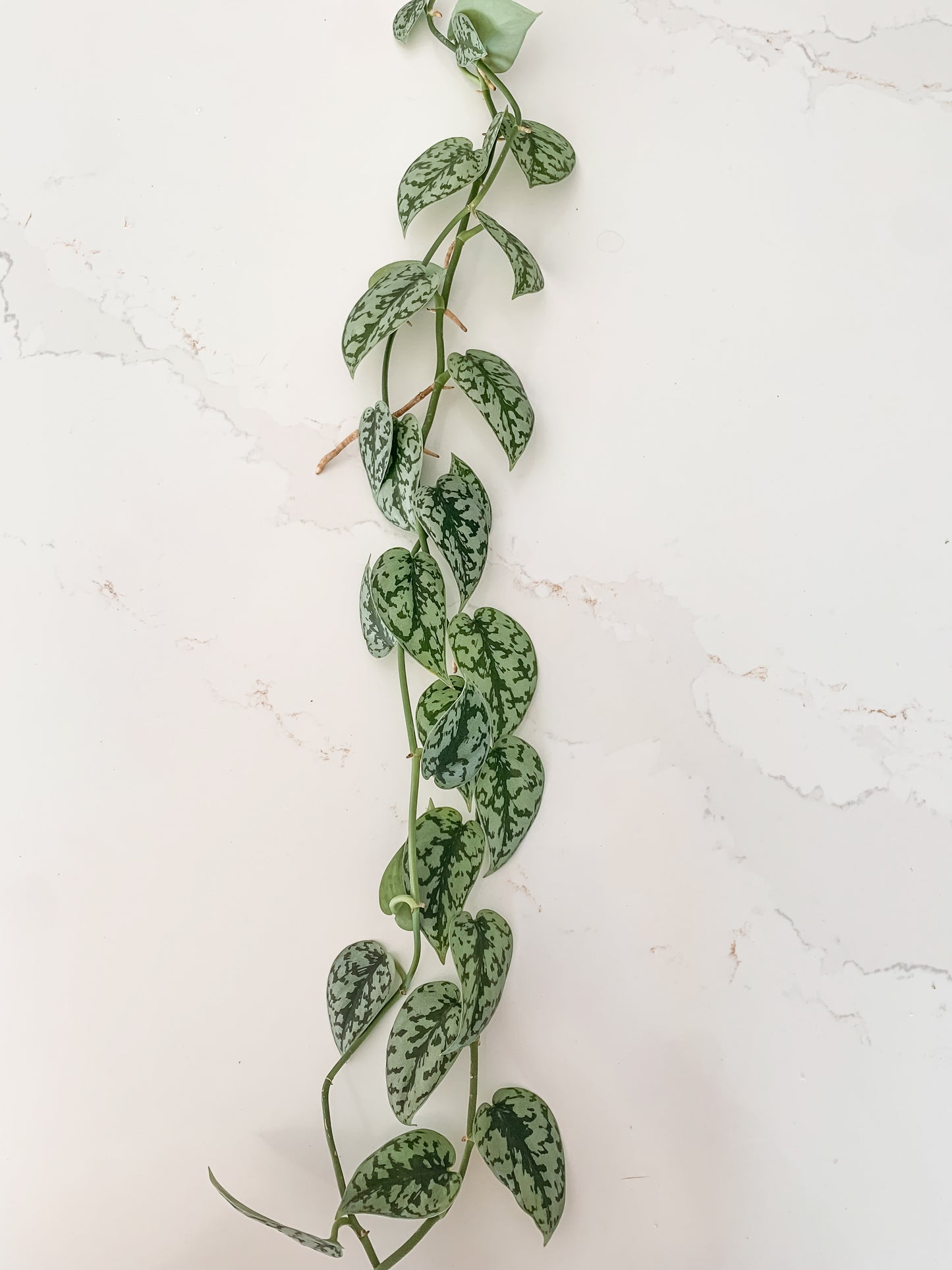 Scindapsus Silver Lady (3 ft long)