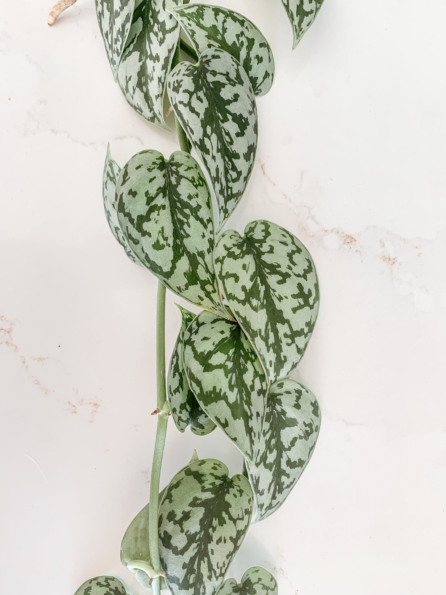 Scindapsus Silver Lady (3 ft long)