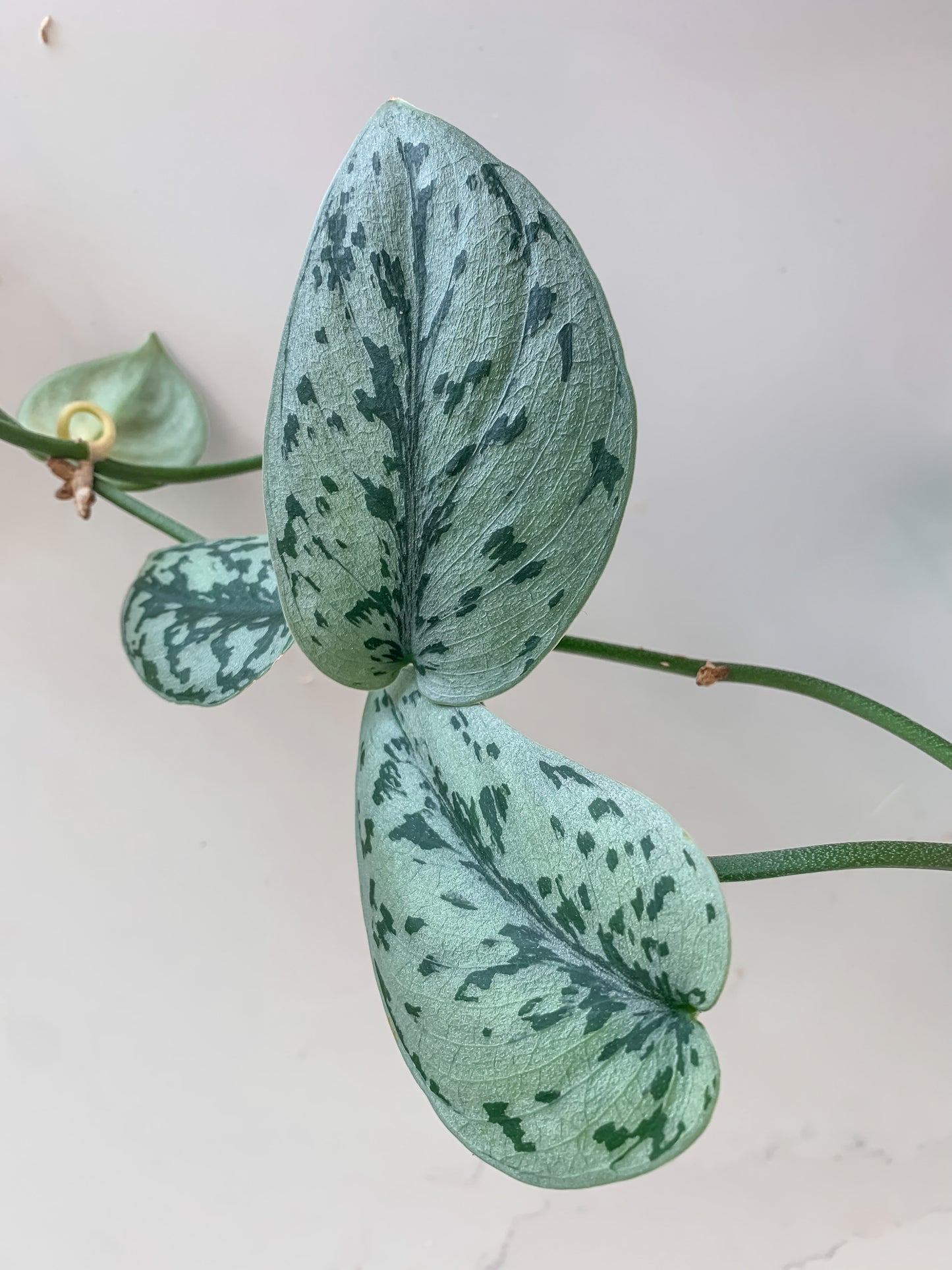 Scindapsus Silver Lady (3 ft long)