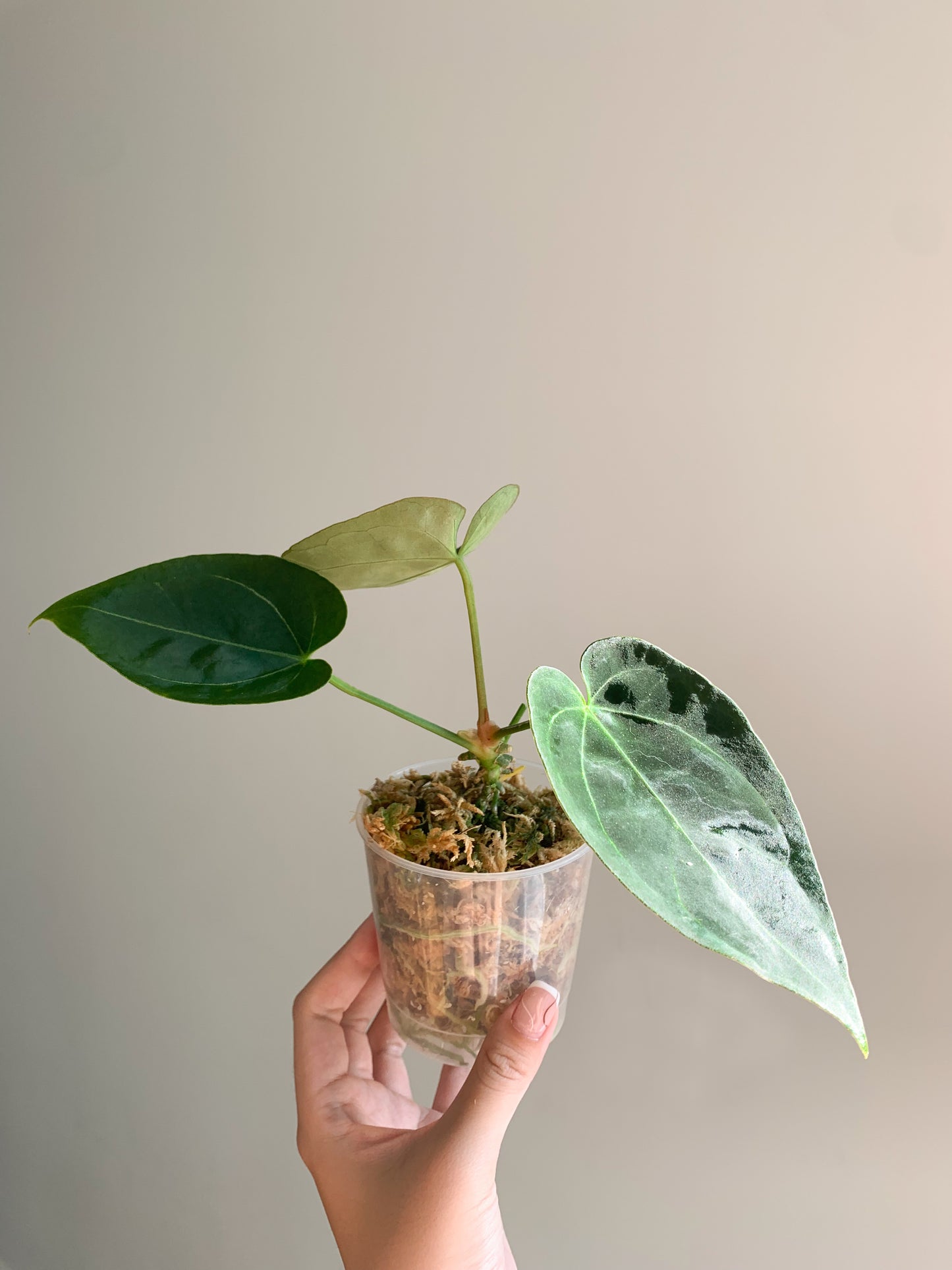 Anthurium papillilaminum ‘X-One’ SEEDLING