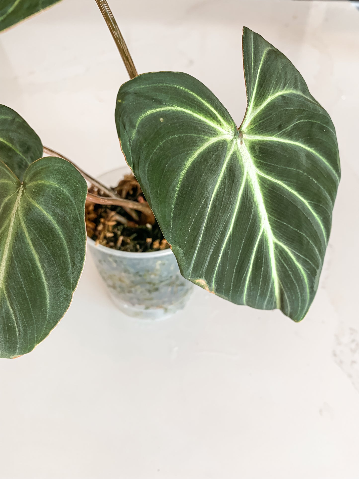 Philodendron Gloriosum zebra