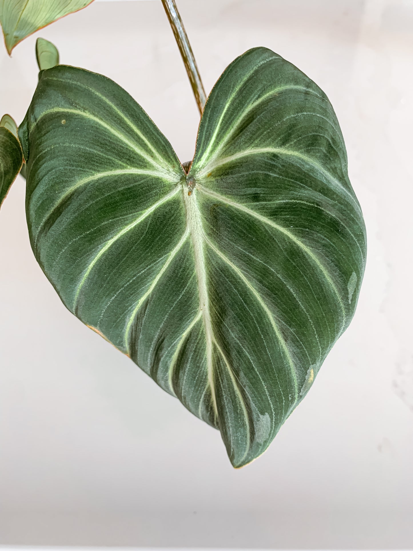Philodendron Gloriosum zebra