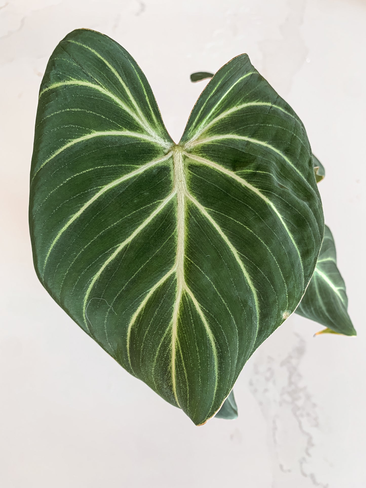 Philodendron Gloriosum zebra