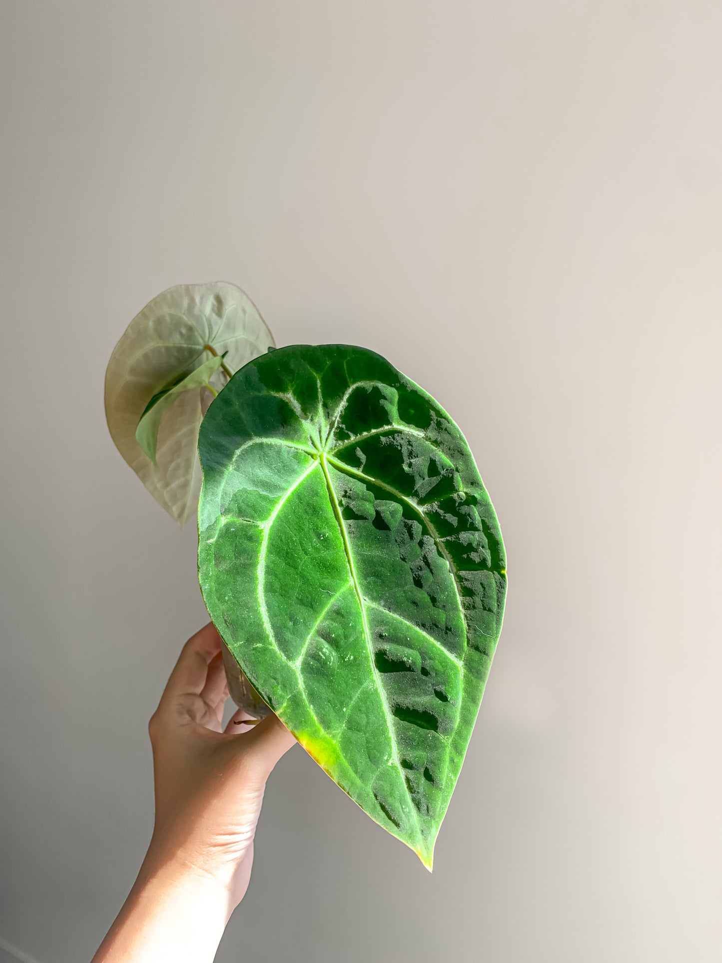 Anthurium Forgetii x Dark Crystallinum