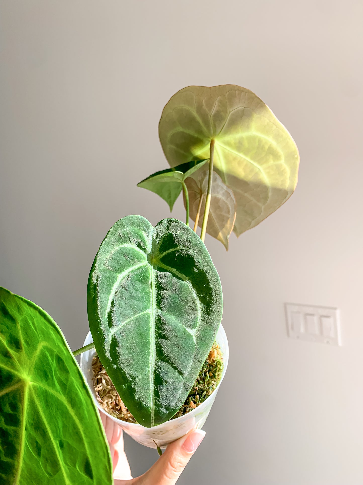 Anthurium Forgetii x Dark Crystallinum