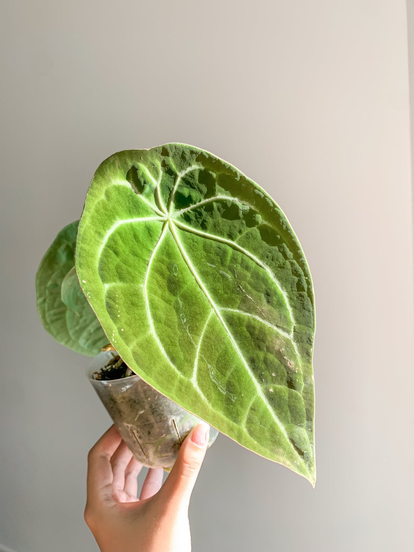 Anthurium Forgetii x Dark Crystallinum