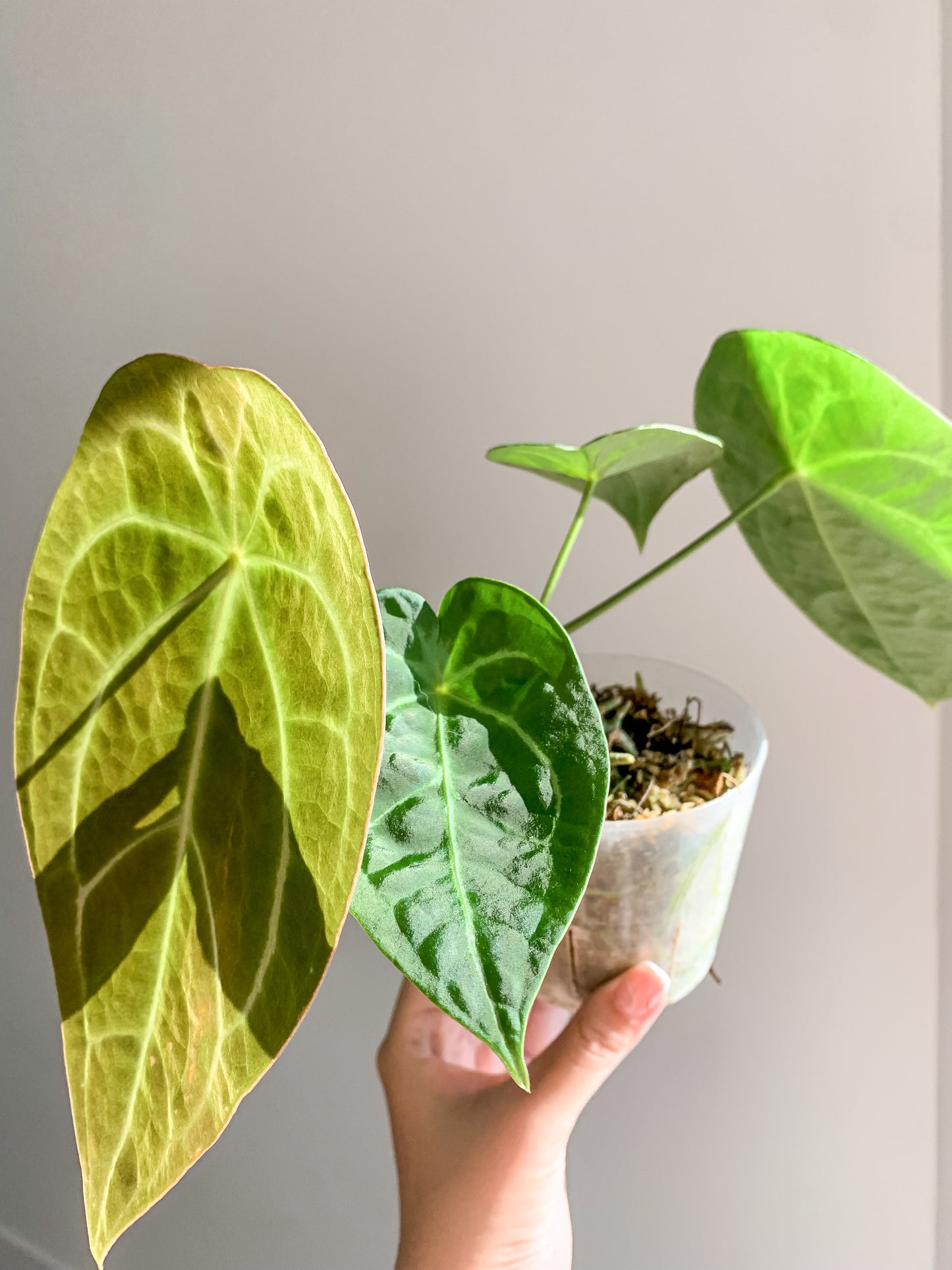 Anthurium Forgetii x Dark Crystallinum