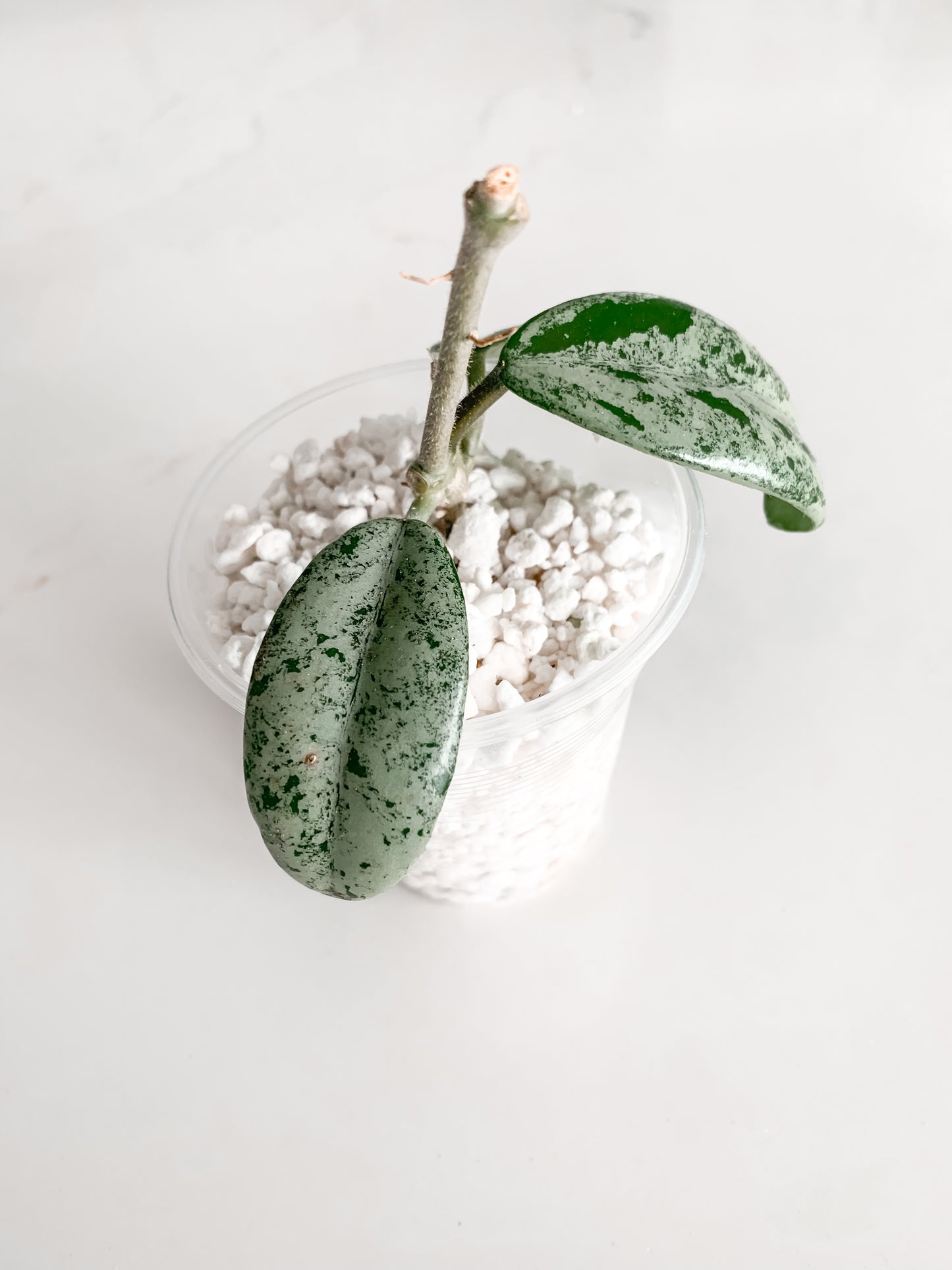 Hoya China Wilbur Graves