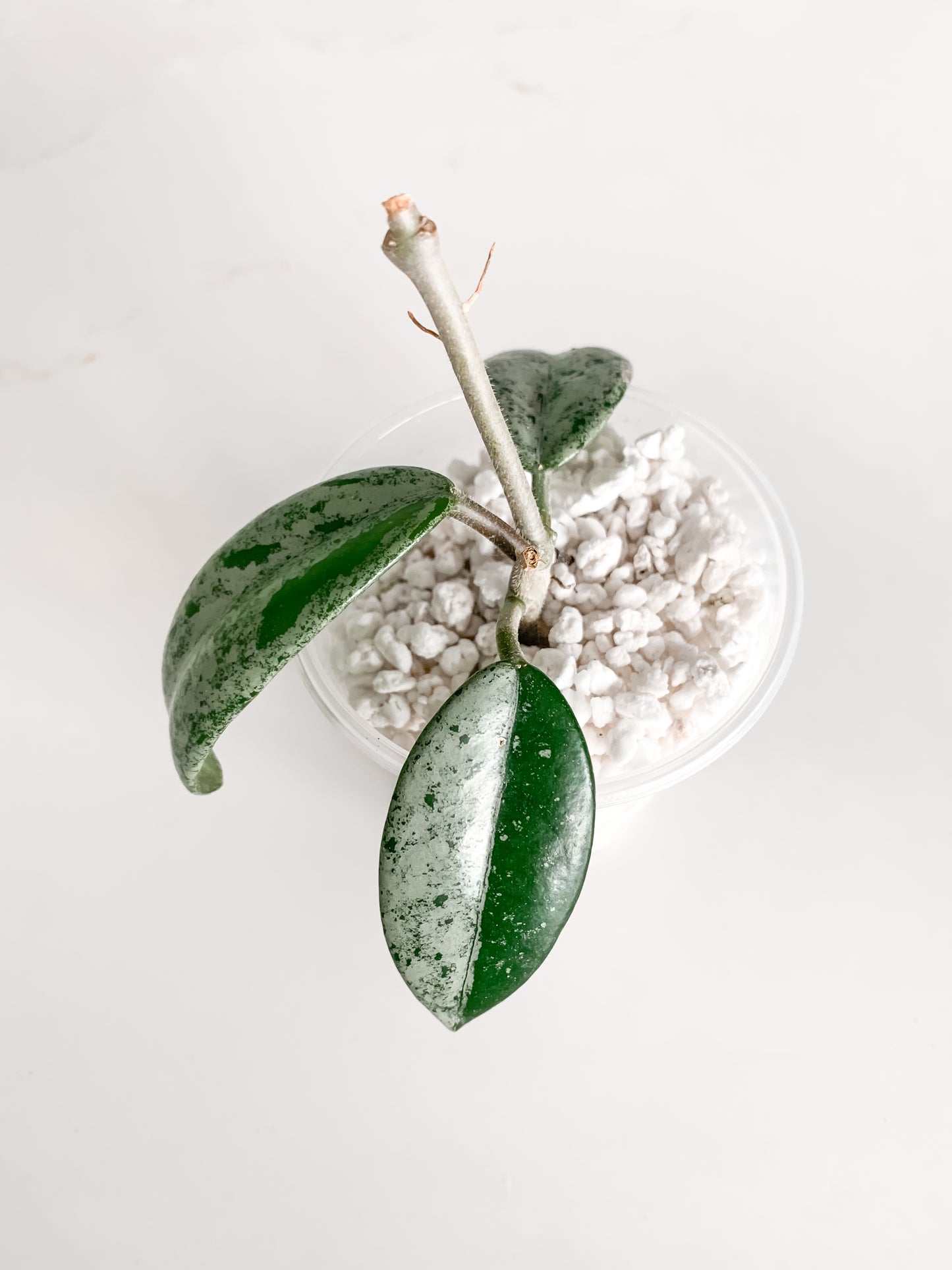Hoya China Wilbur Graves