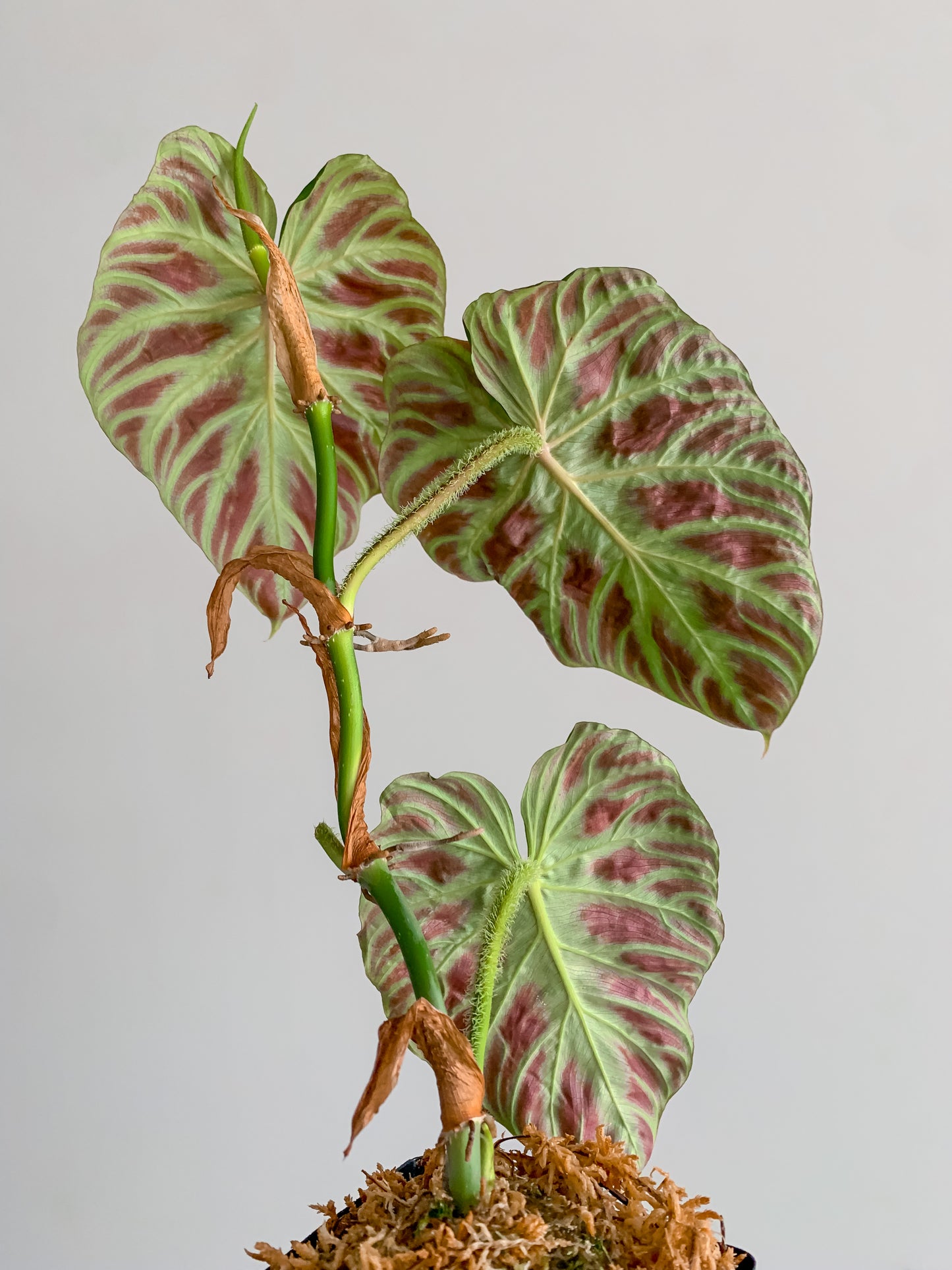 Philodendron 'Verrucosum 2'