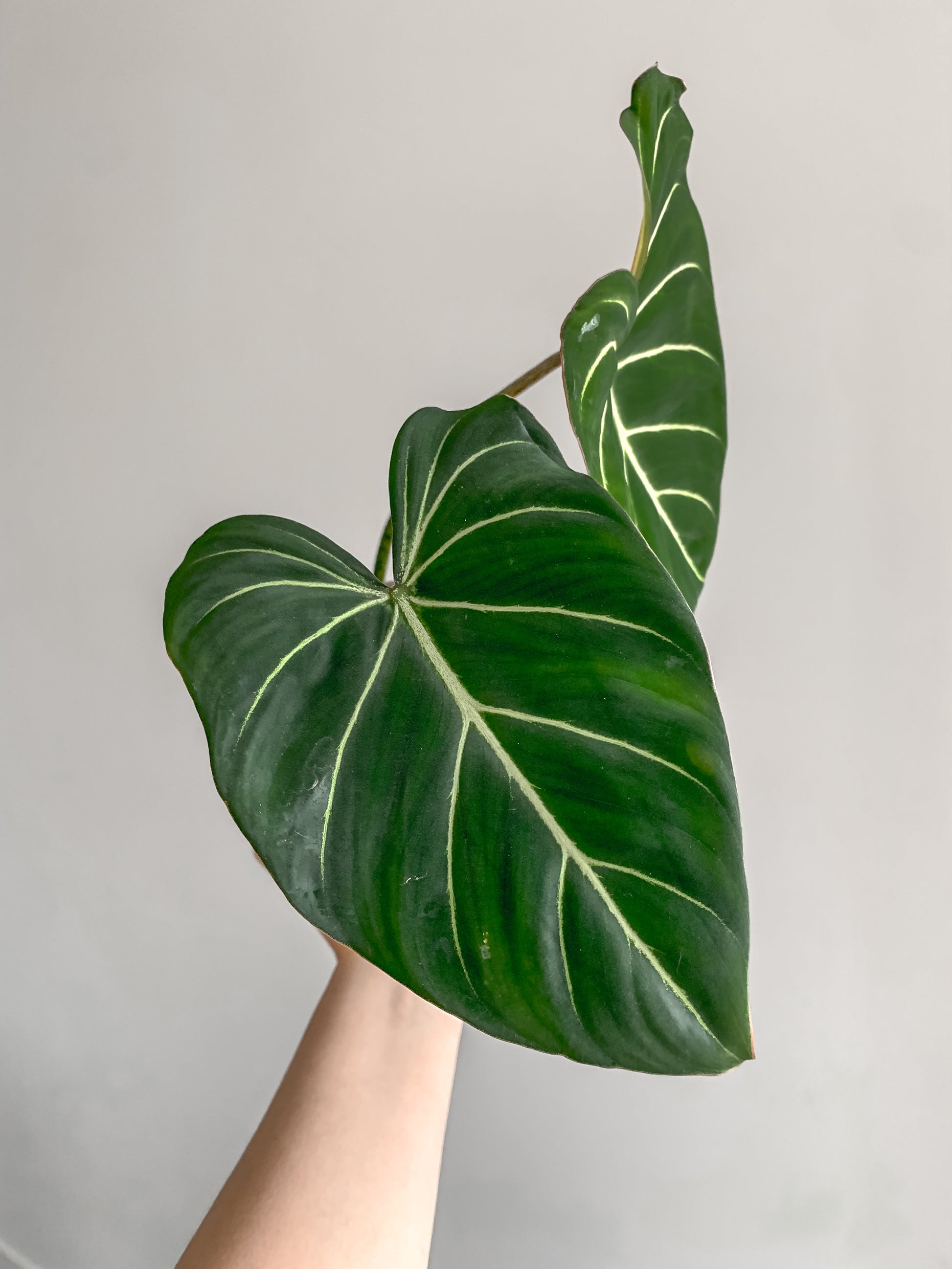 Philodendron gloriosum dark form main image 1