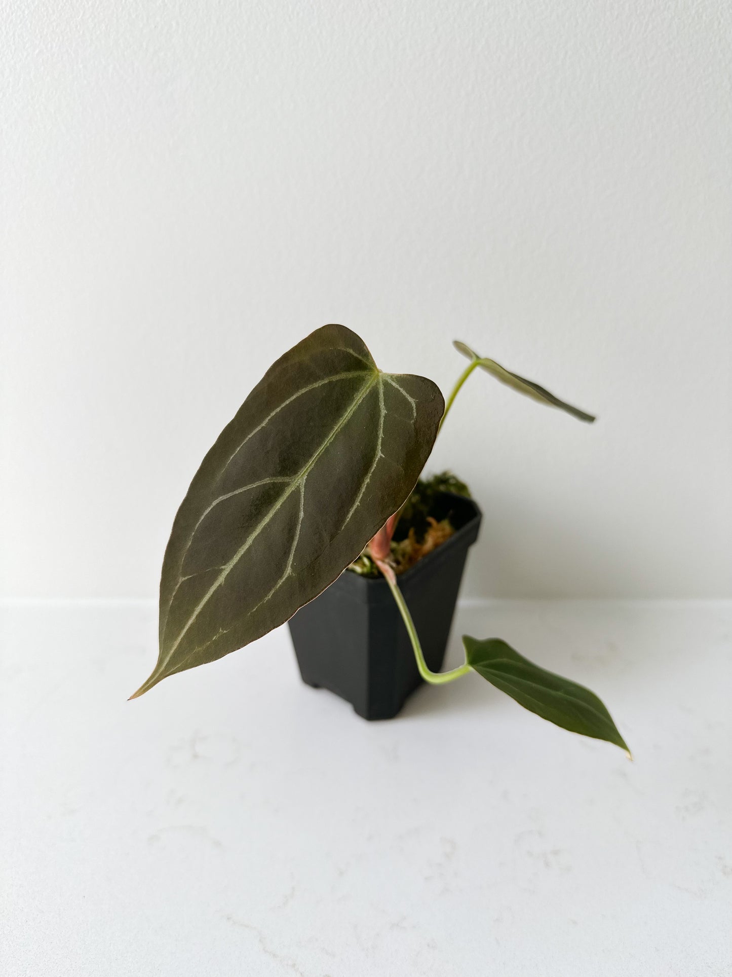 Anthurium papillilaminum ‘X-One’ SEEDLING