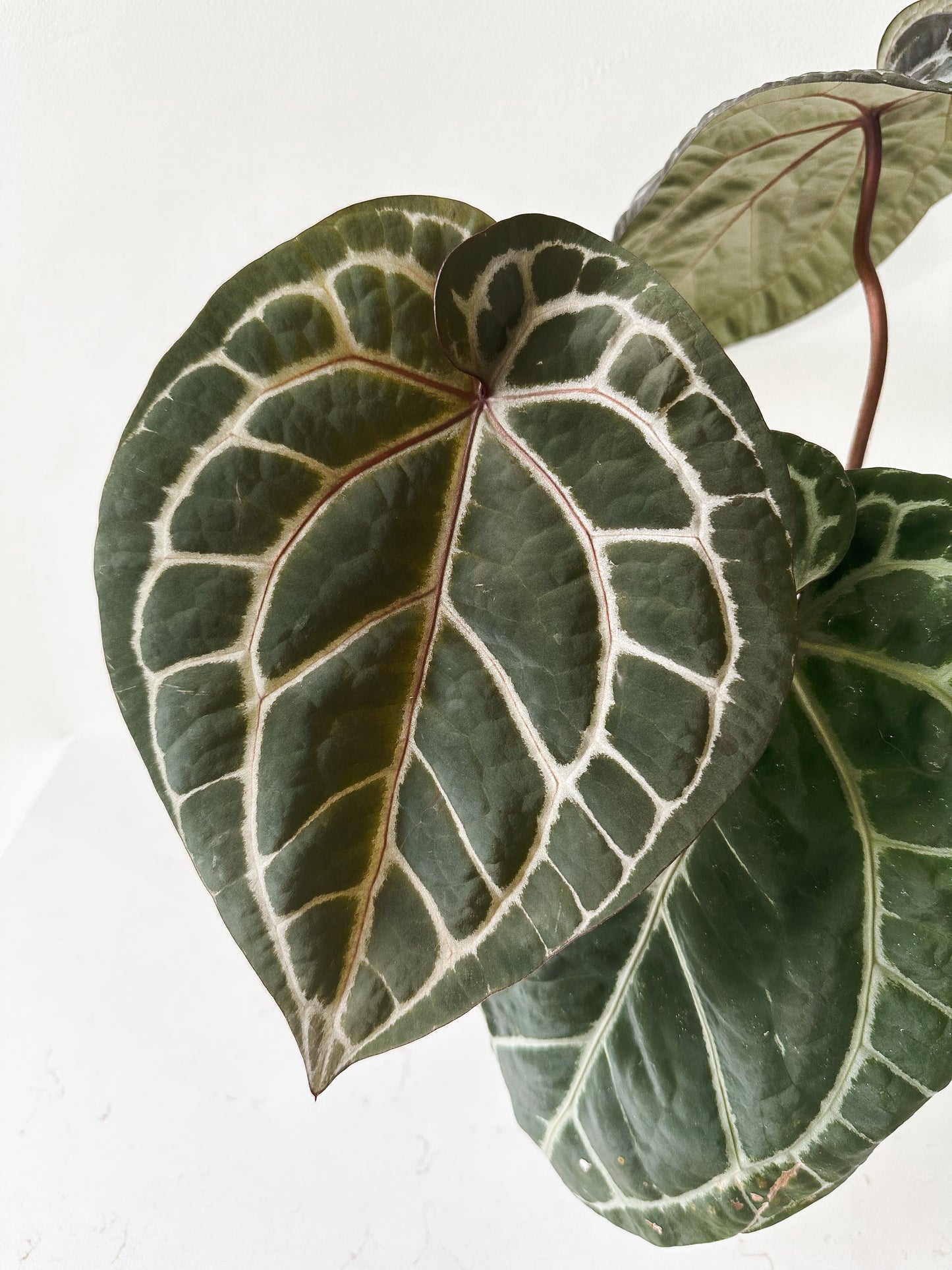 Anthurium Zara x Michelle