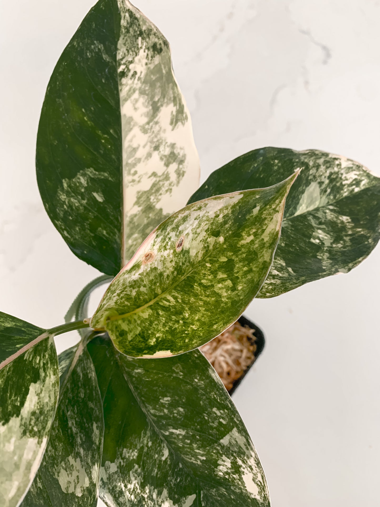 Aglaonema Siam Jade