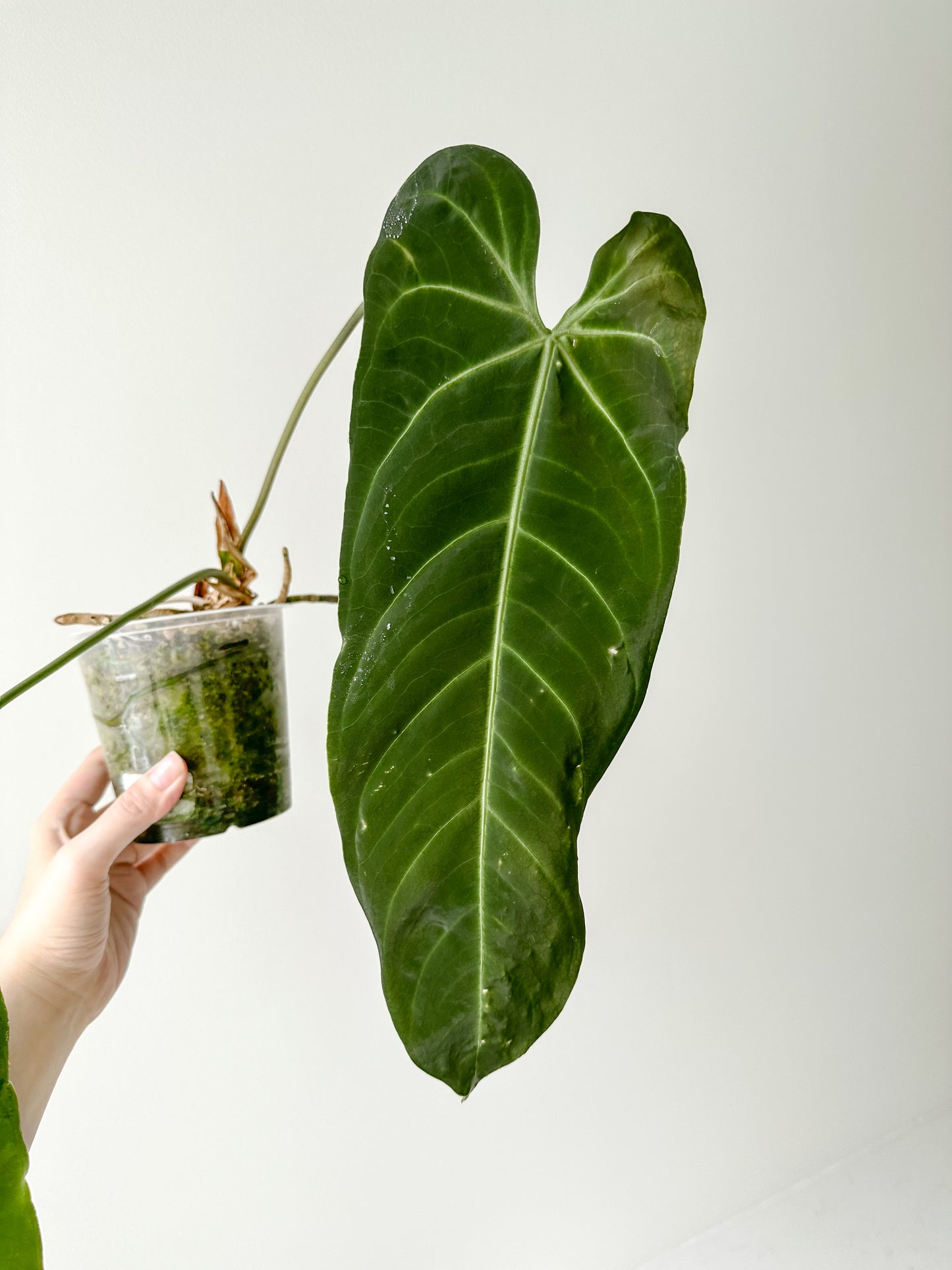 Anthurium Metallicum