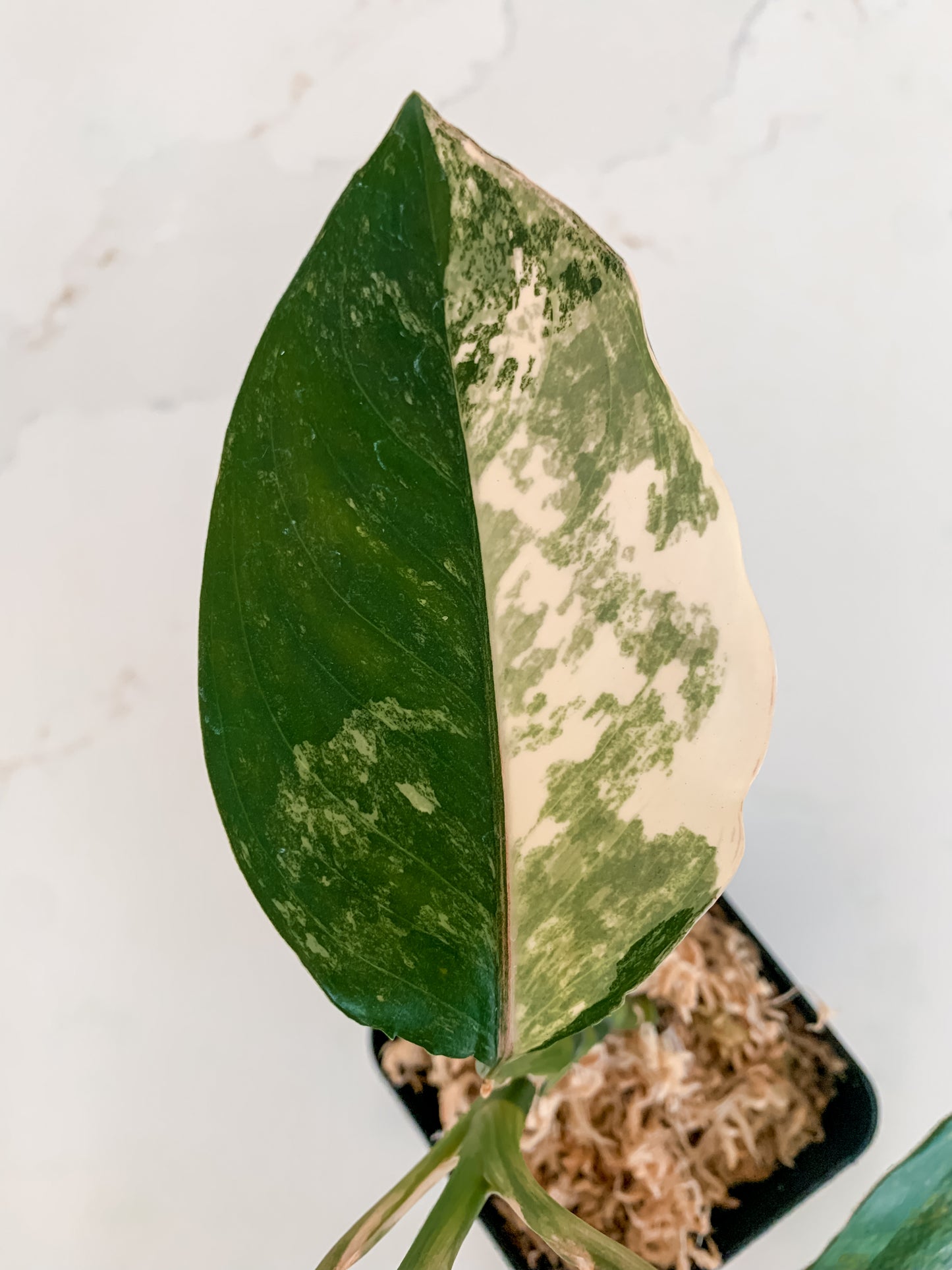 Aglaonema Siam Jade