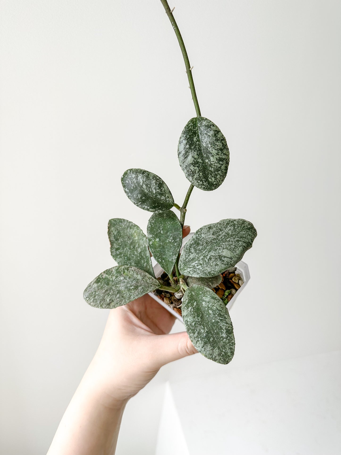 Hoya Waymaniae (splash) – Verdant Plant House