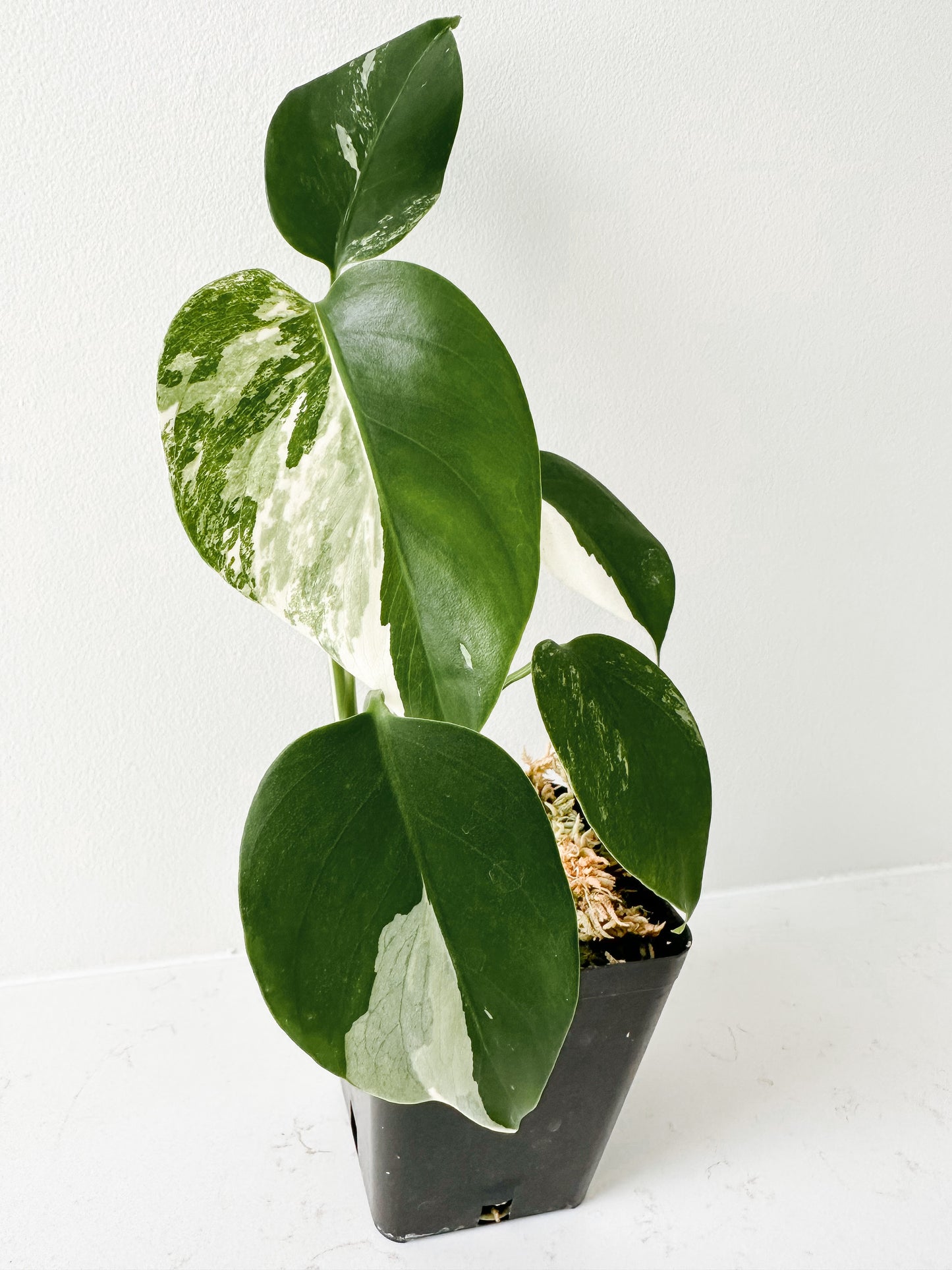 Monstera Deliciosa albo variegated