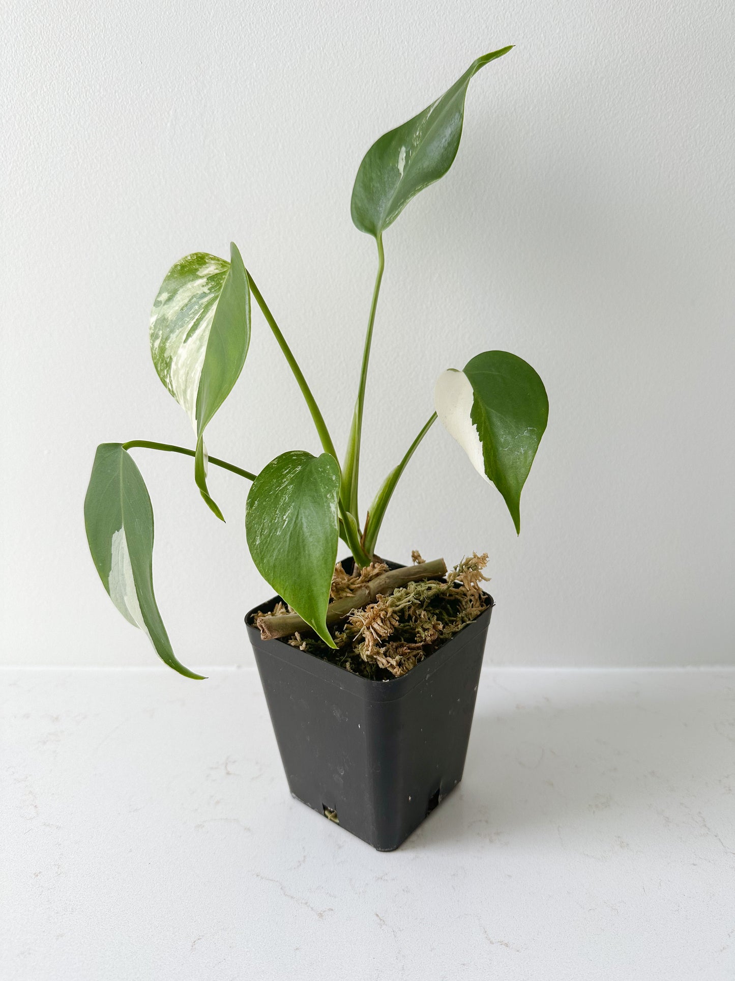 Monstera Deliciosa albo variegated