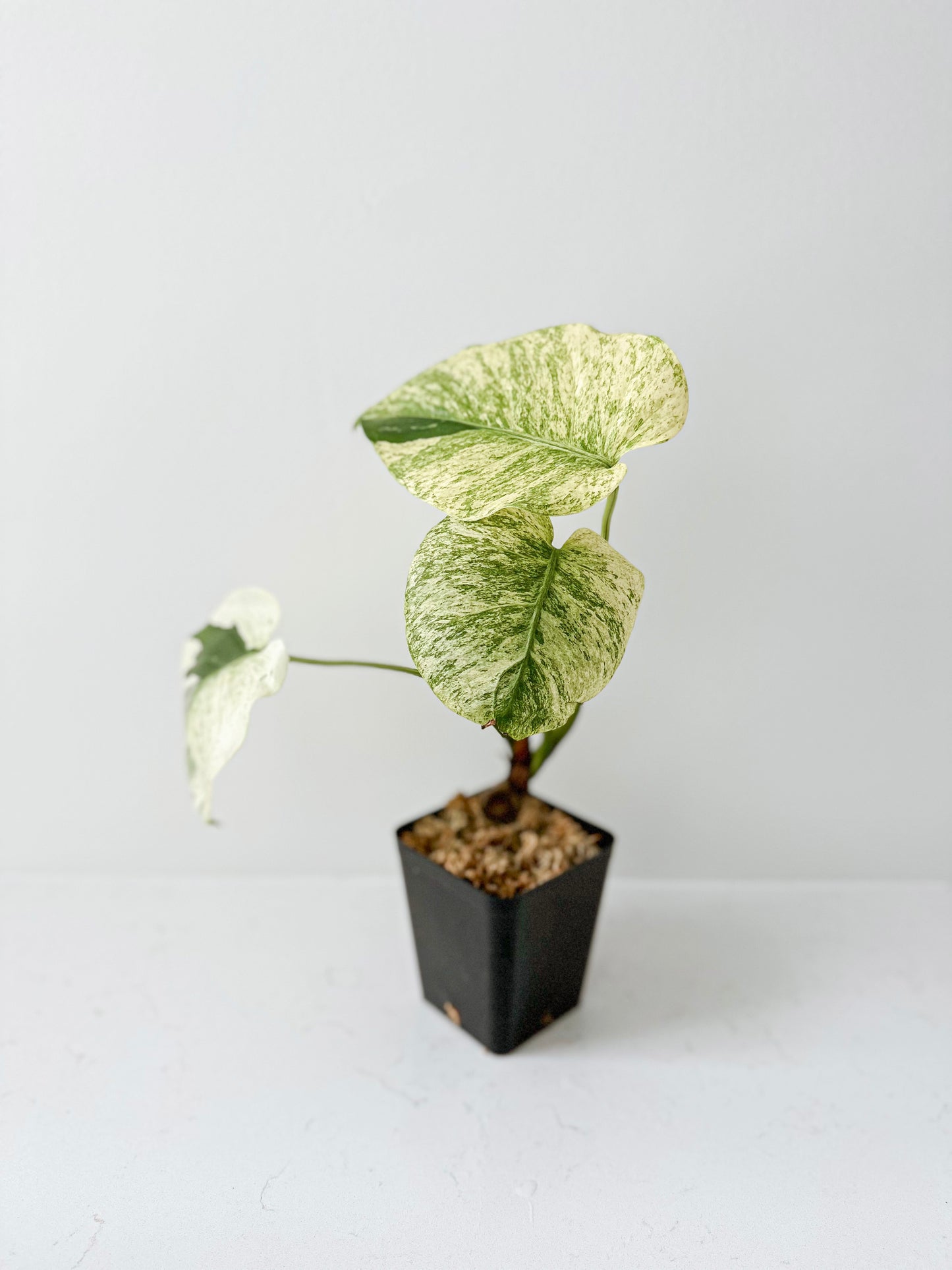 Monstera NOID ‘Mint’