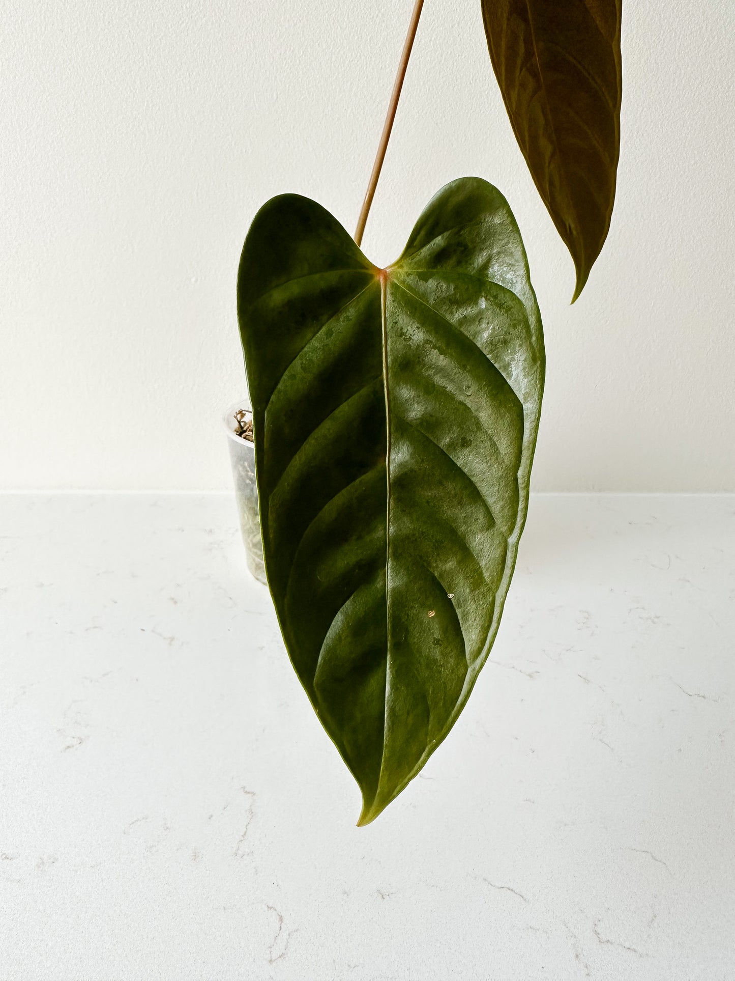 Anthurium cf Calense